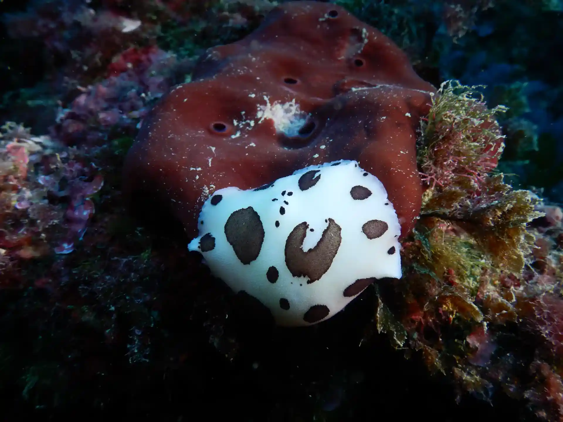 다이빙 포인트 사진