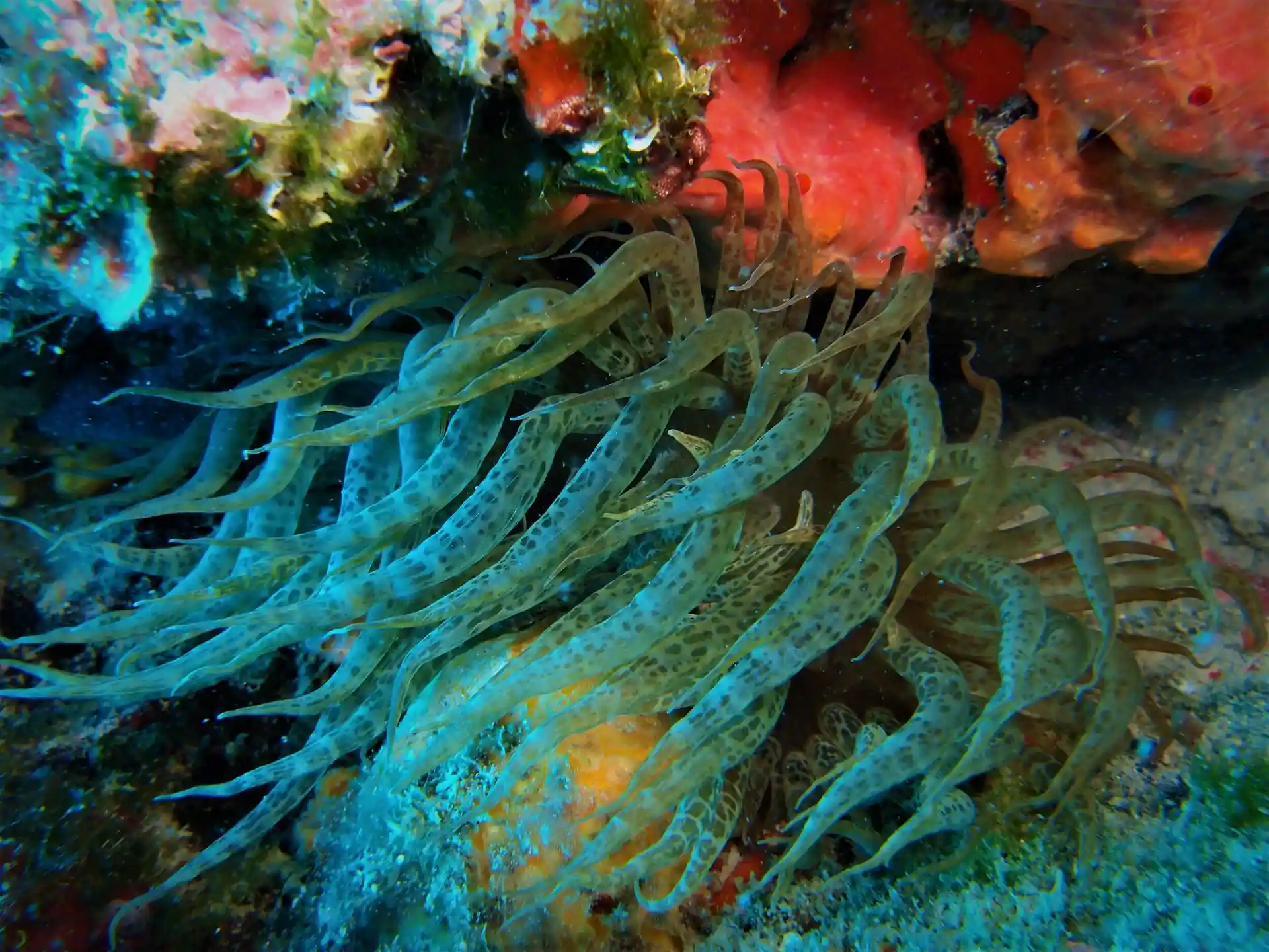 Dive site photo