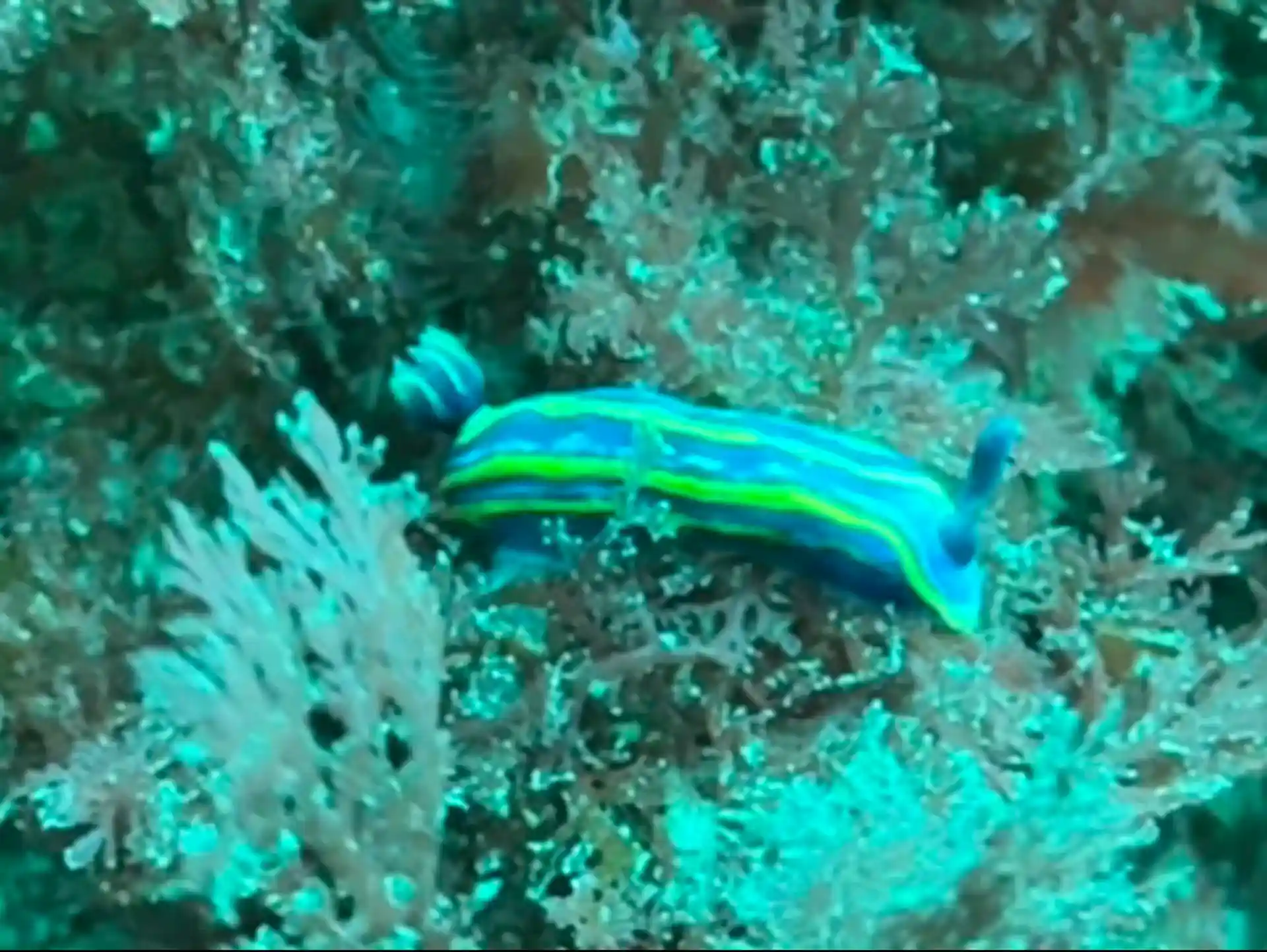 Dive site photo