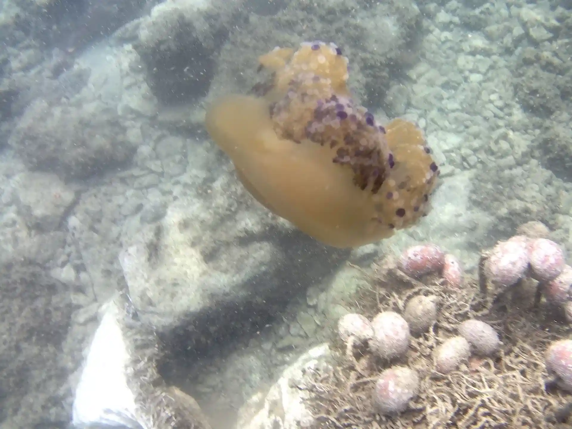 Foto del sitio de buceo