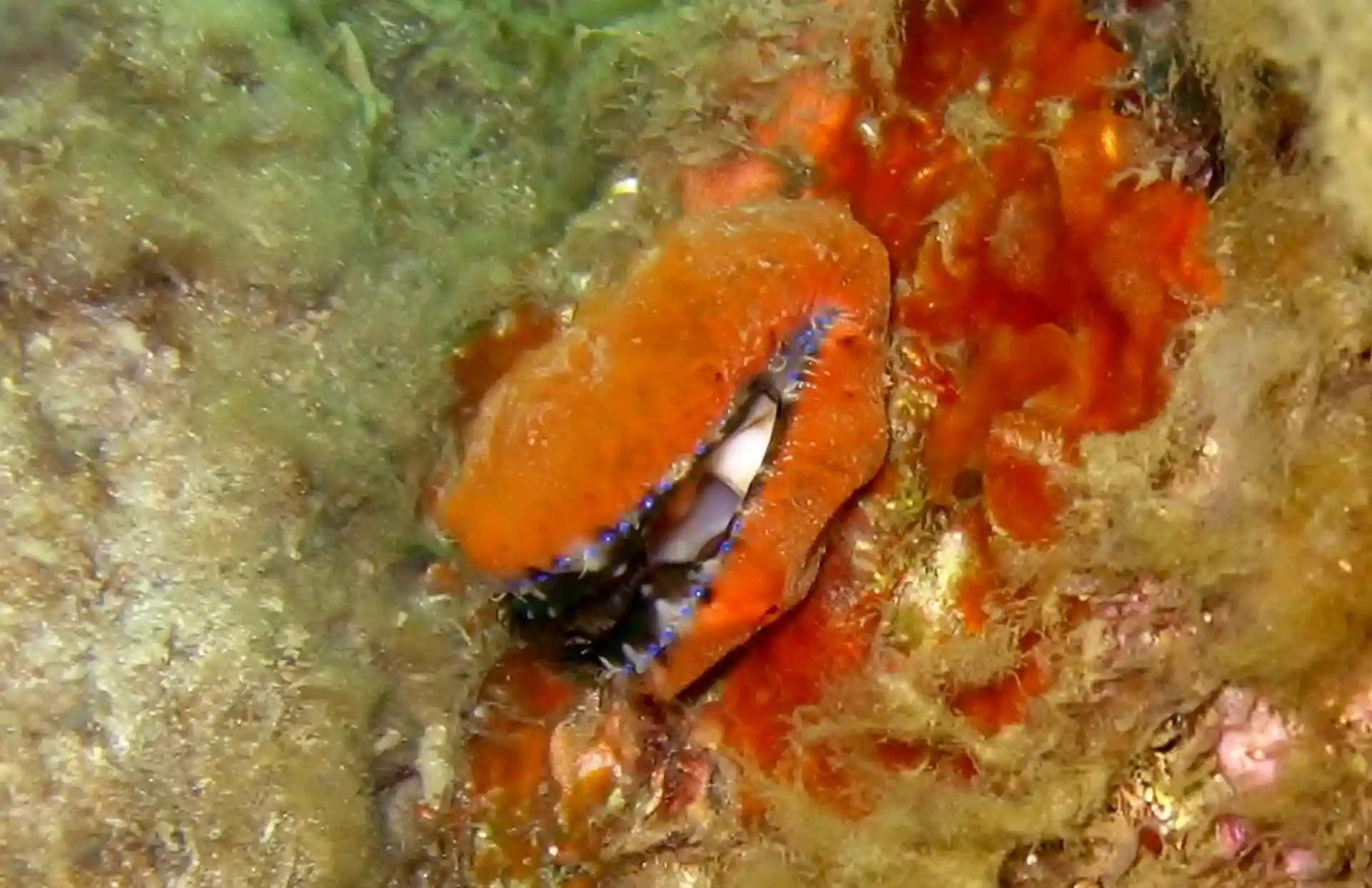 Dive site photo