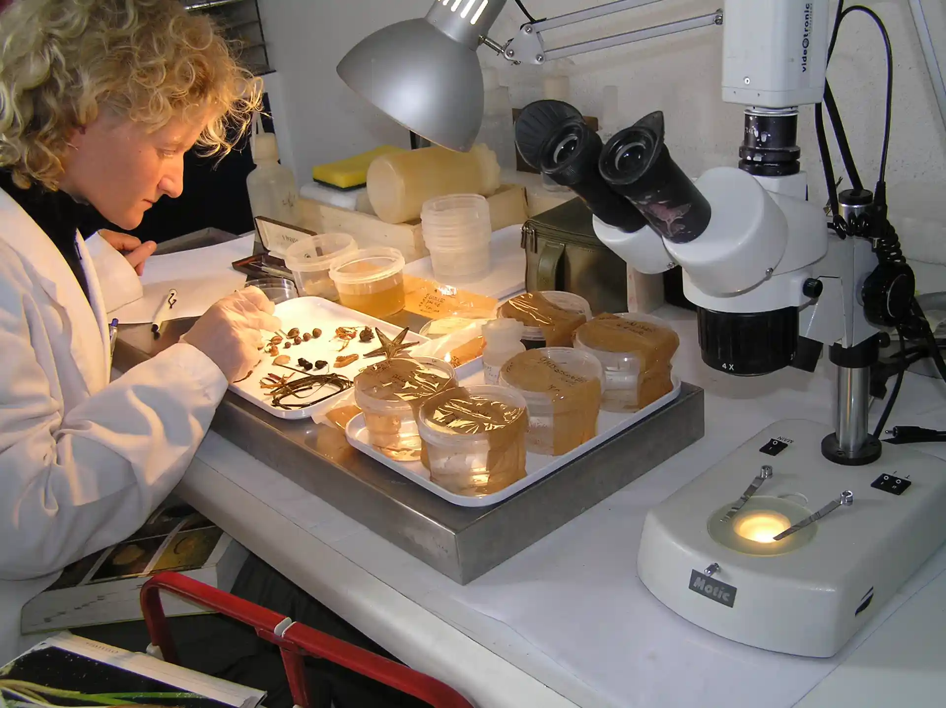 Tarea de laboratorio: Identificación de especies