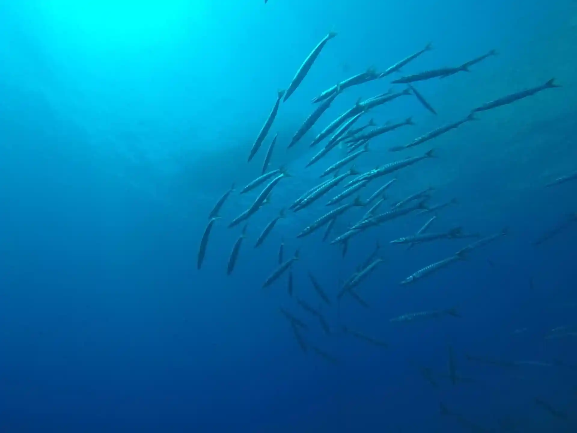 Dive site photo
