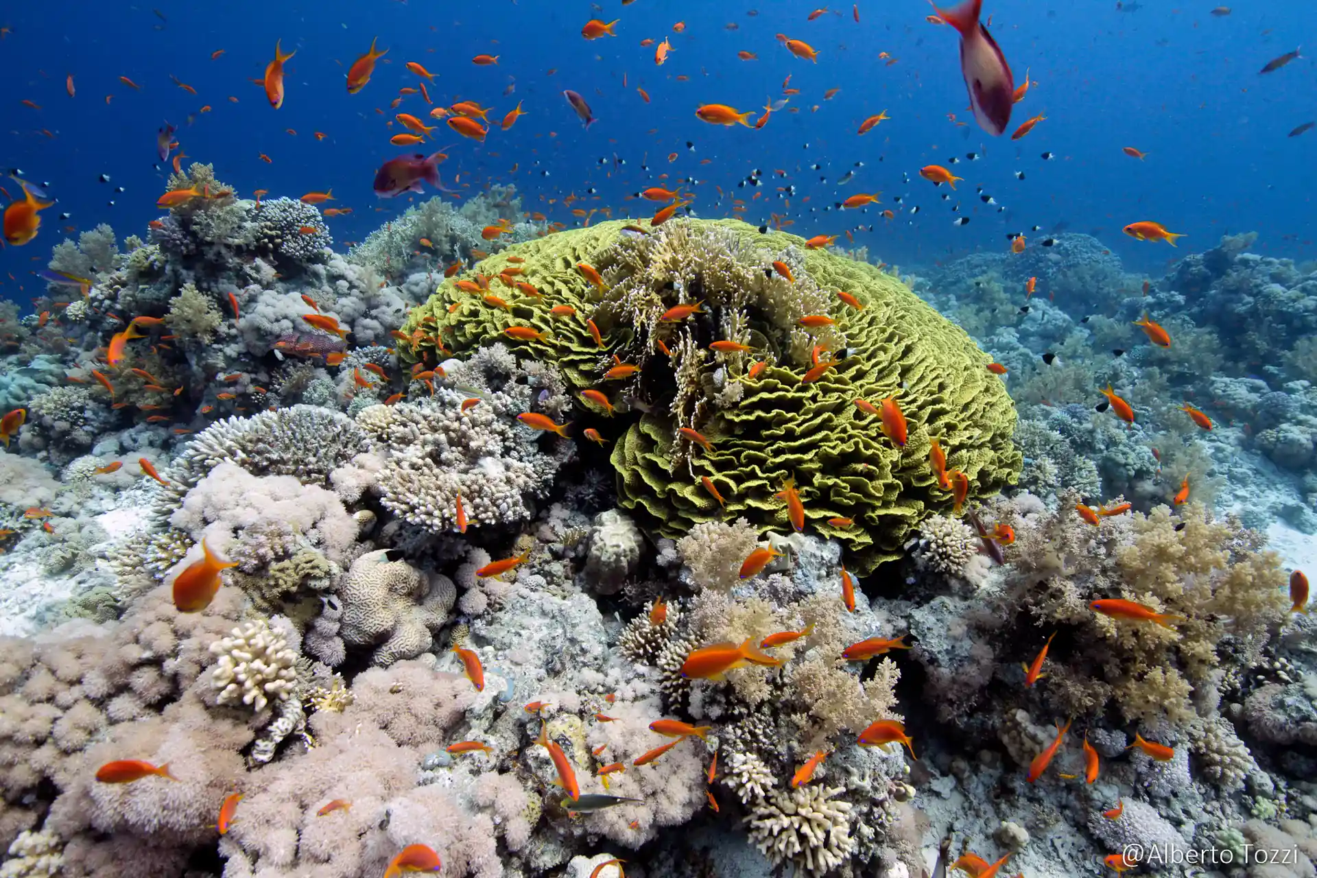 Dive shop photo