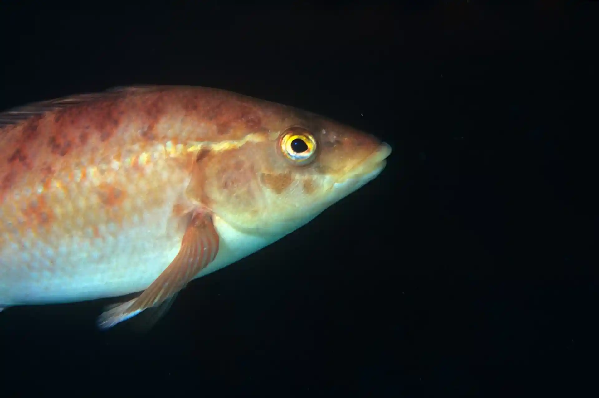 Photo du site de plongée