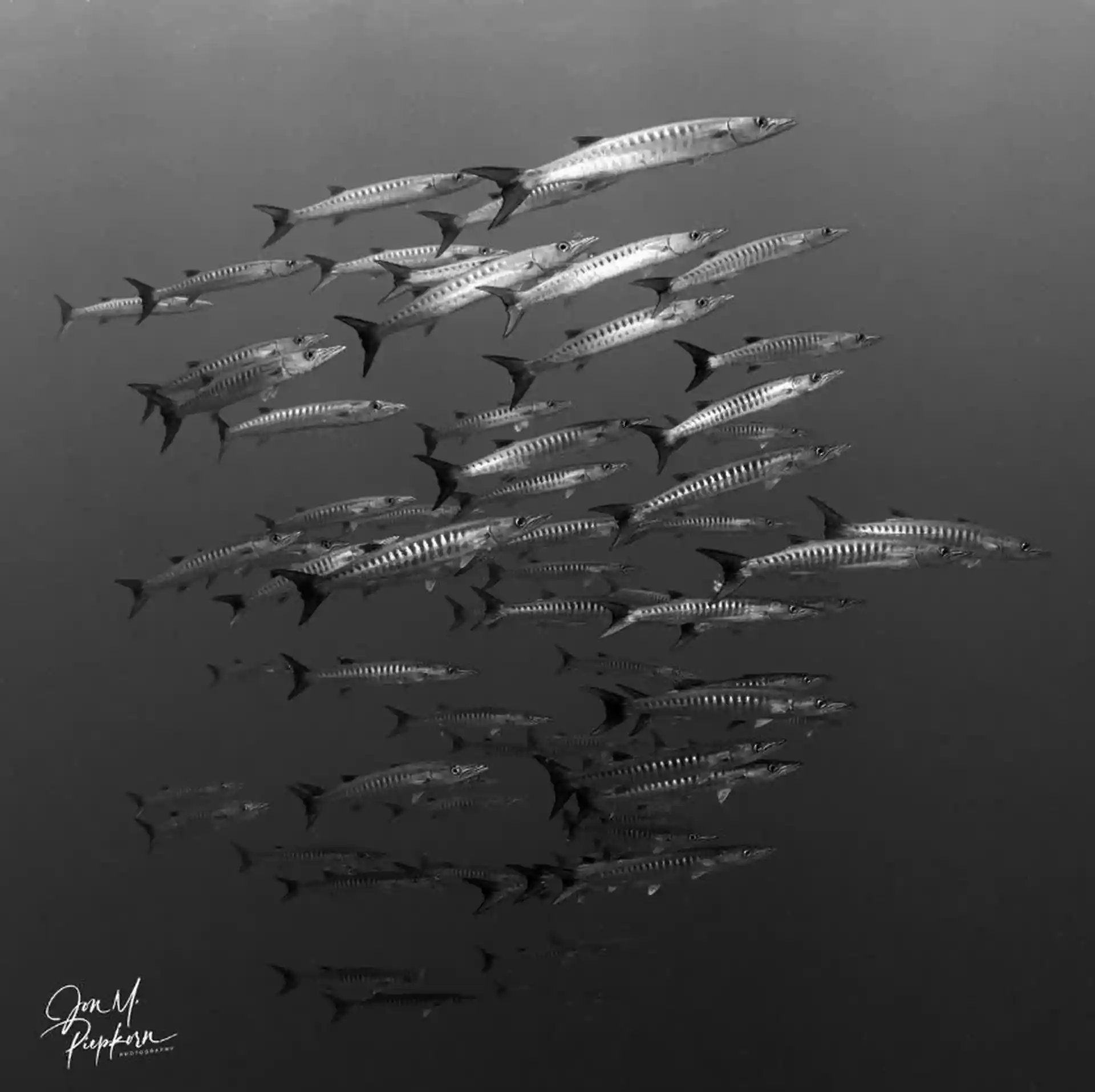 Dive shop photo