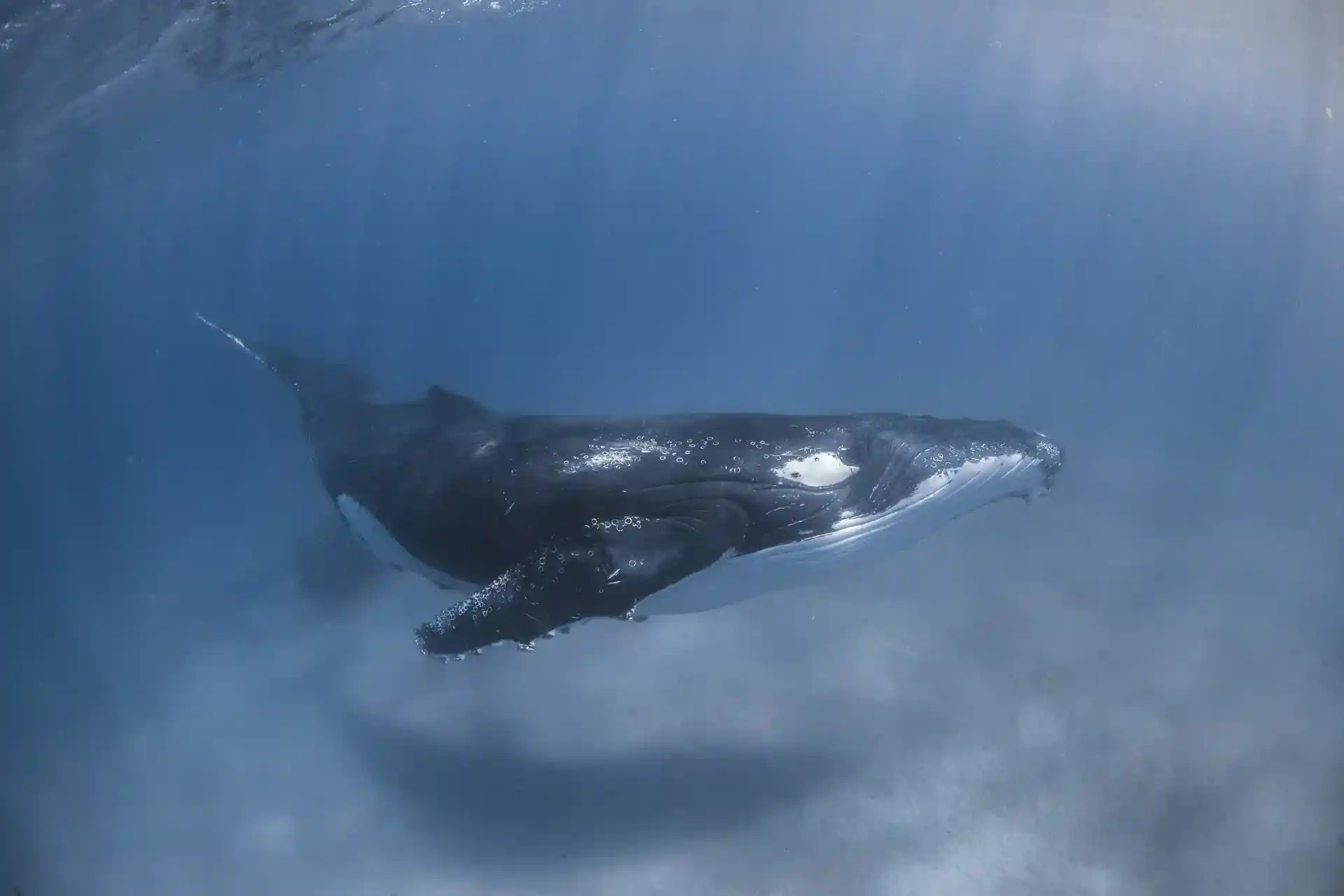 Our outer reef dives sometimes bring unexpected encounters!