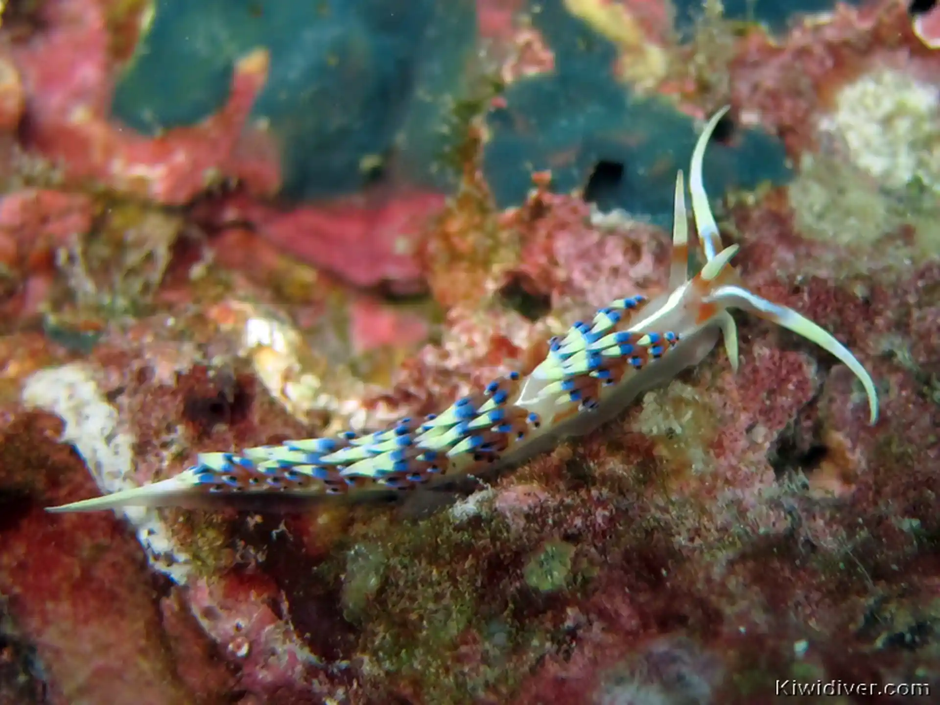 Dive site photo