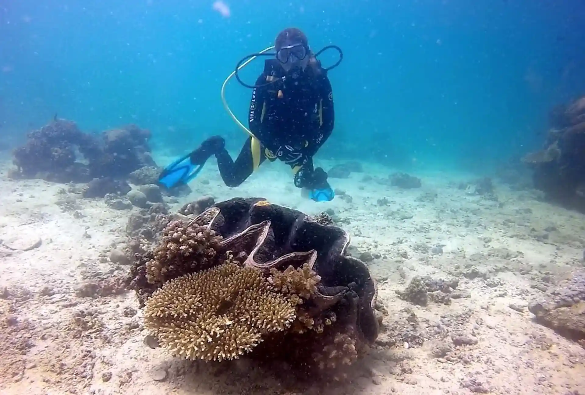 Giant Clams is an easy DSD dive