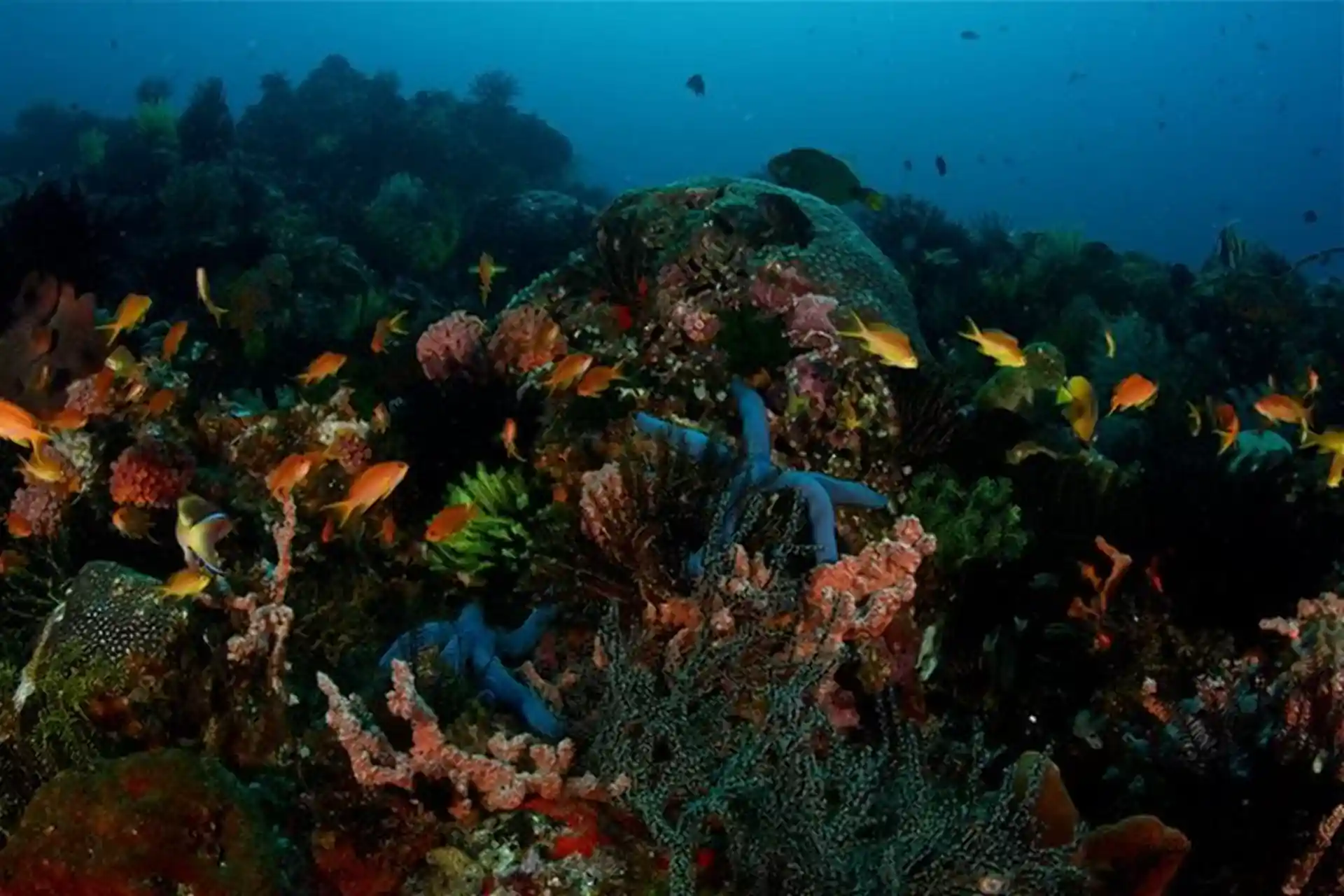 Dive site photo