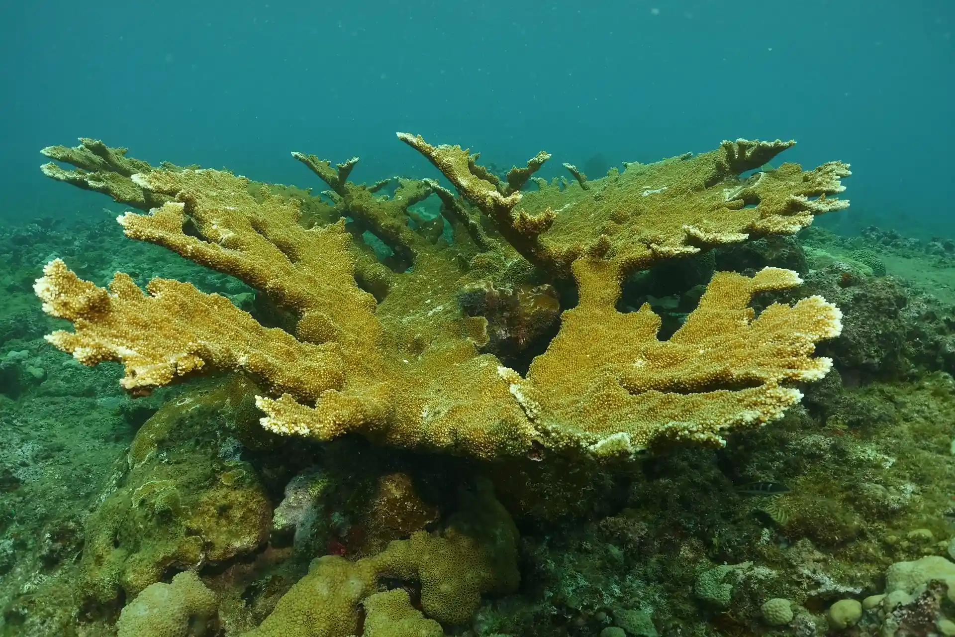 Dive site photo