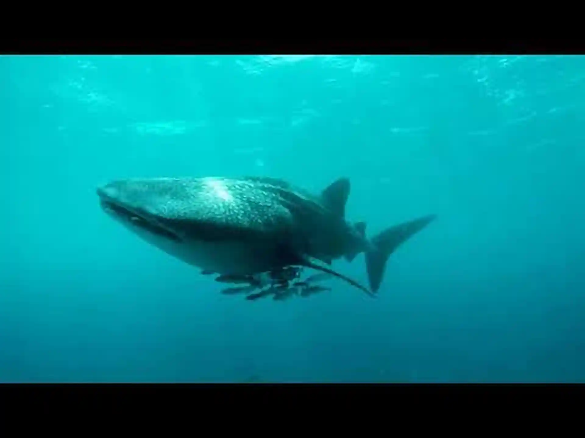 Whale Sharks from November - March!