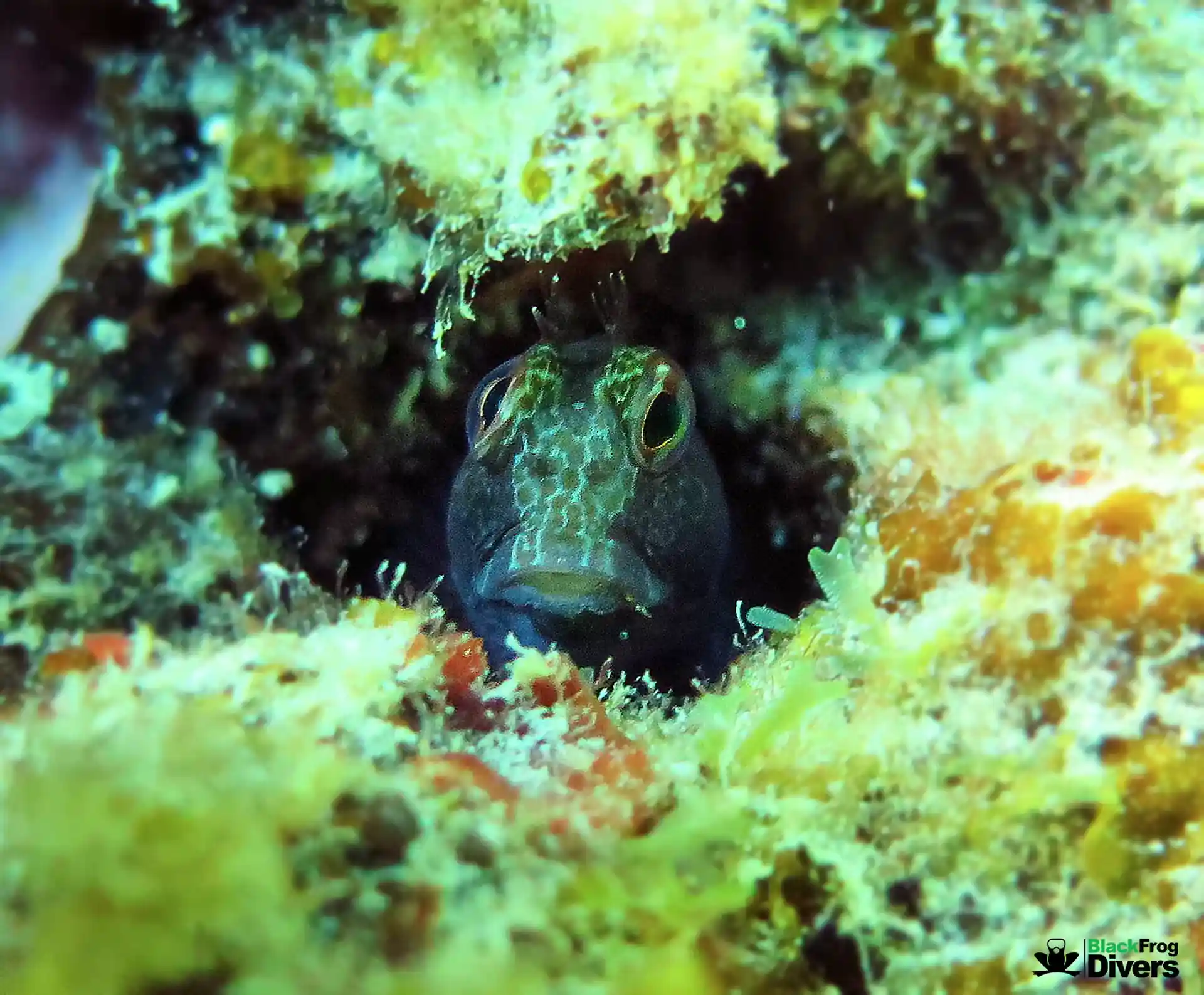 blenny the fish