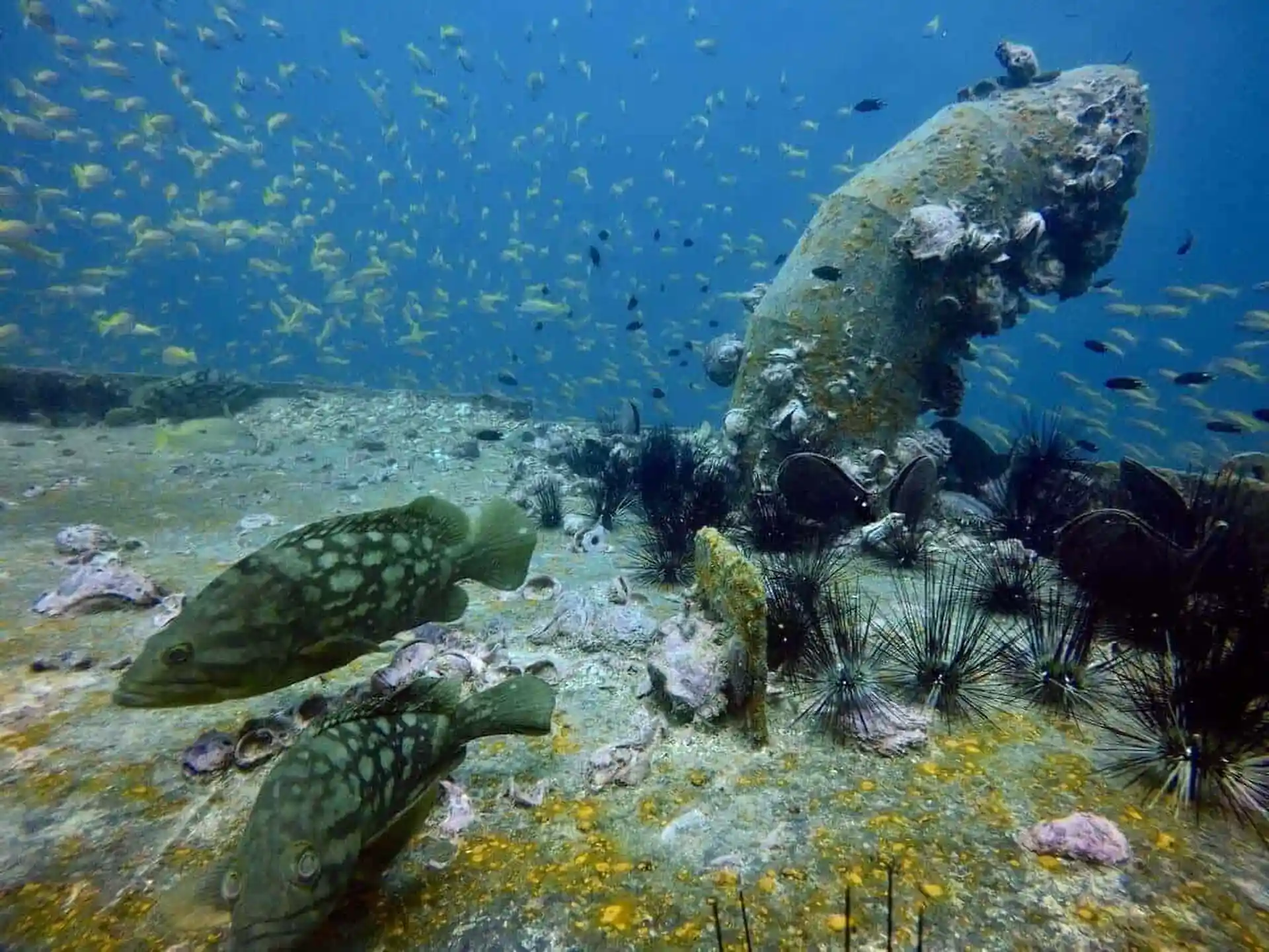 Dive site photo