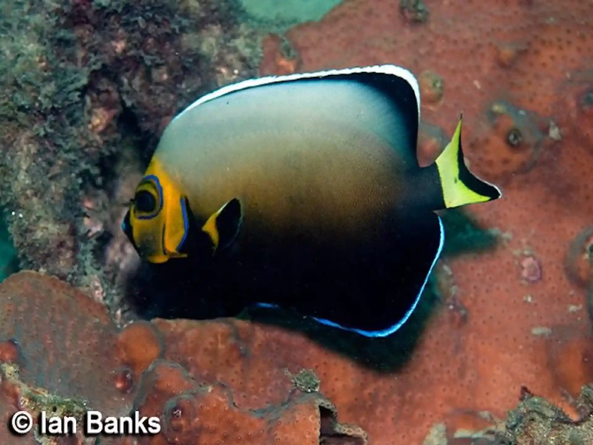 Foto del sitio de buceo