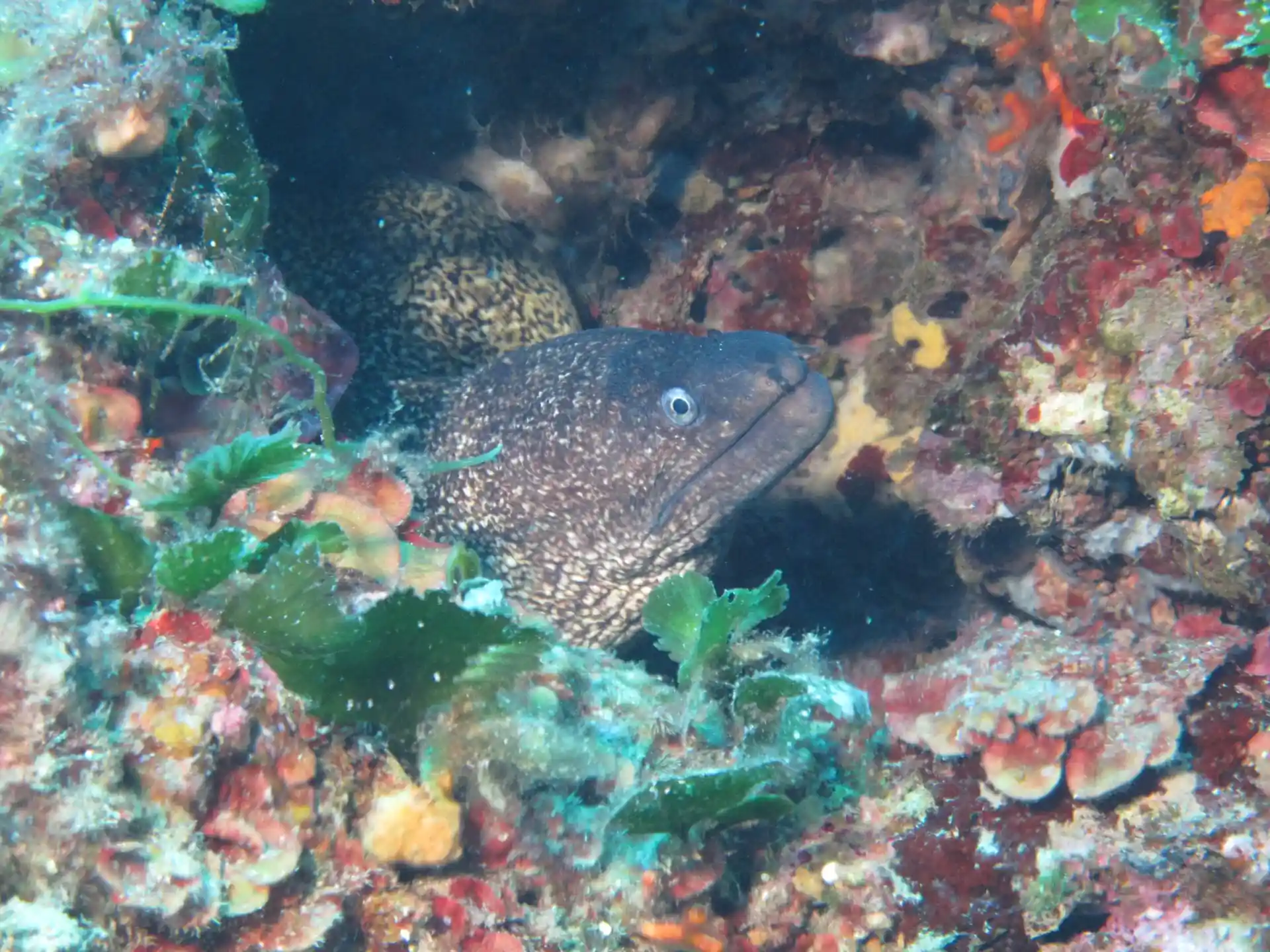 Foto del sitio de buceo
