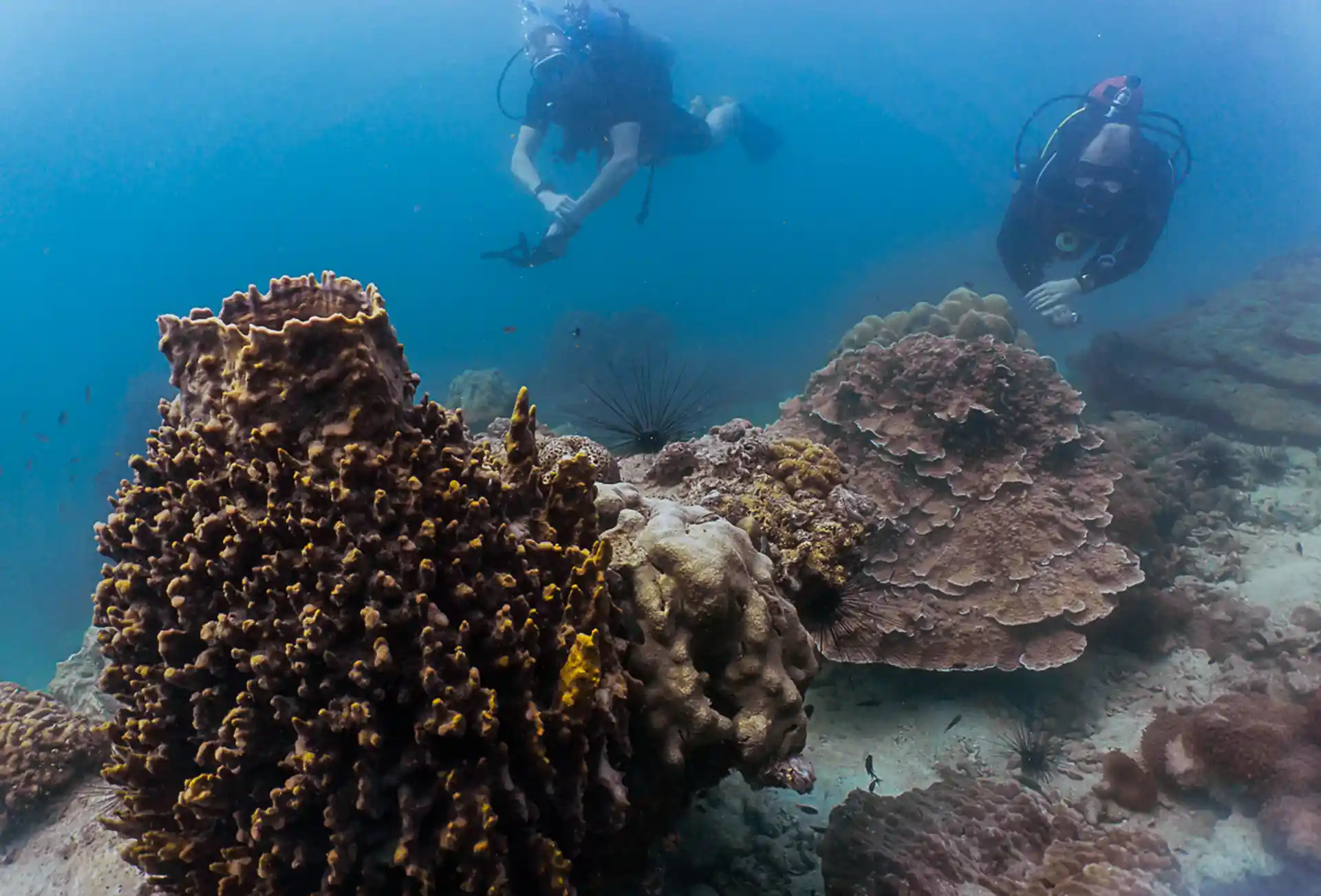 Coral diving from 6 to 20 metres