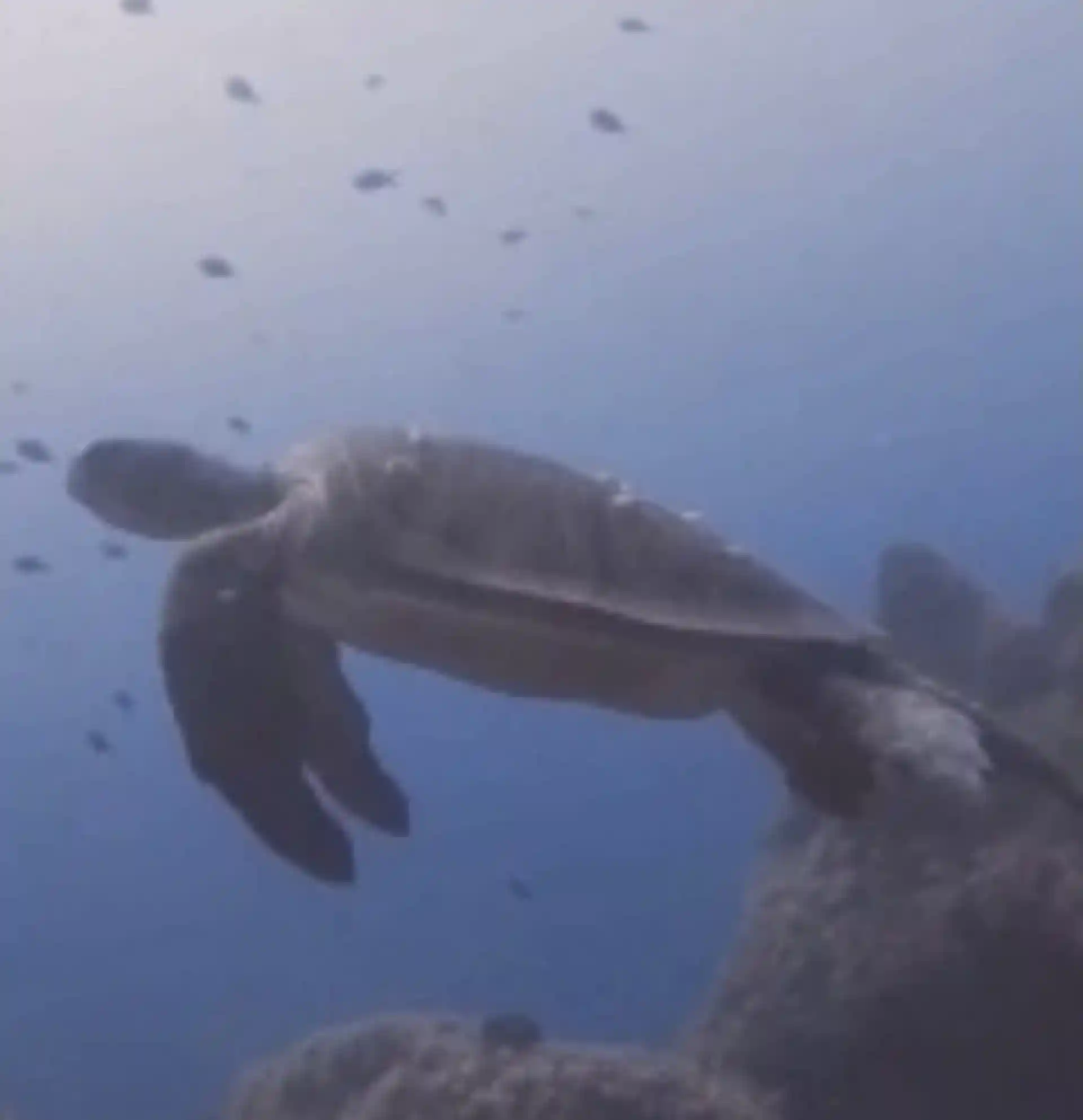 다이빙 포인트 사진