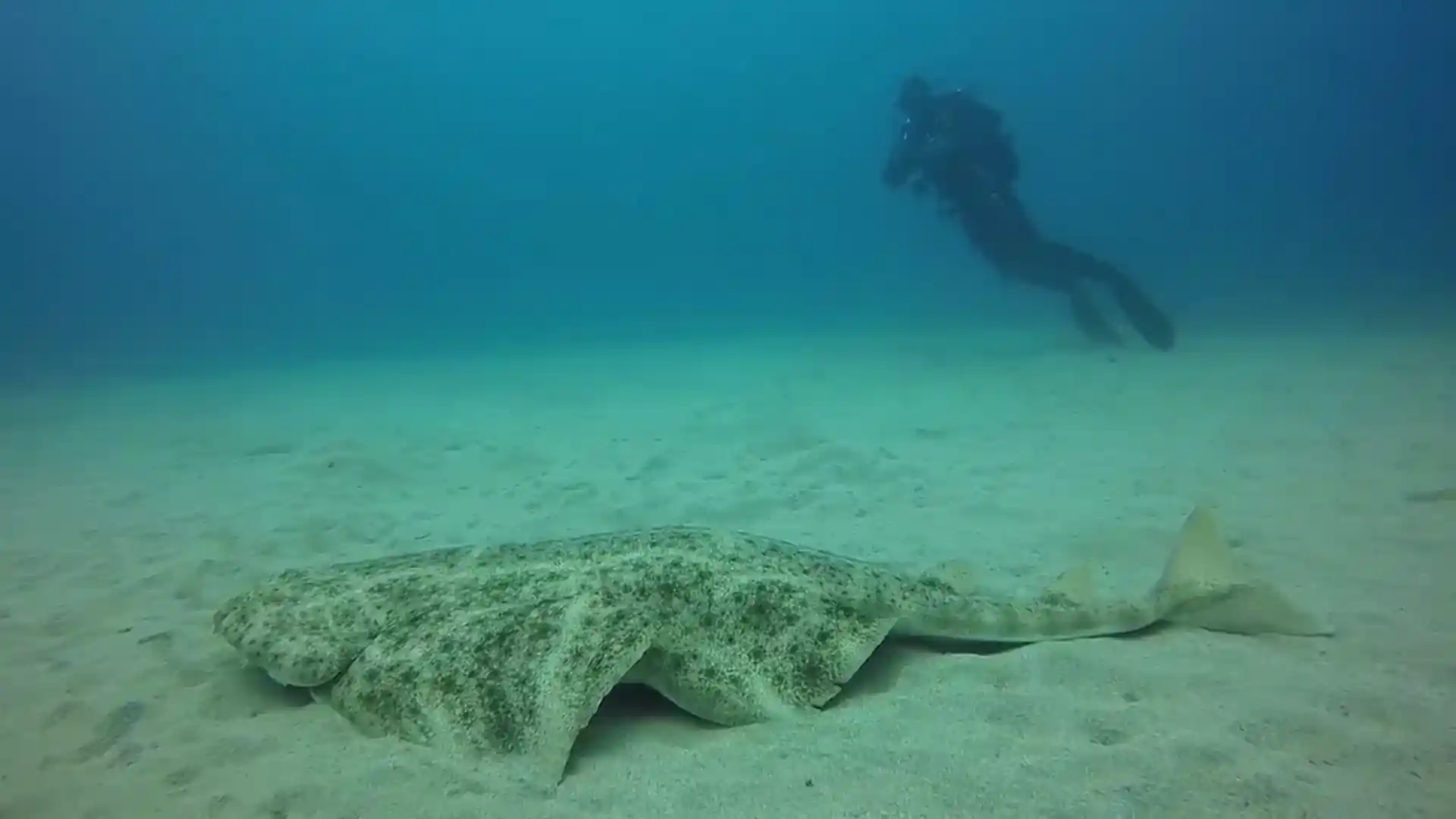 Endangered Angel Shark, Lanzarote one of the few places left where you can see this beautiful shark