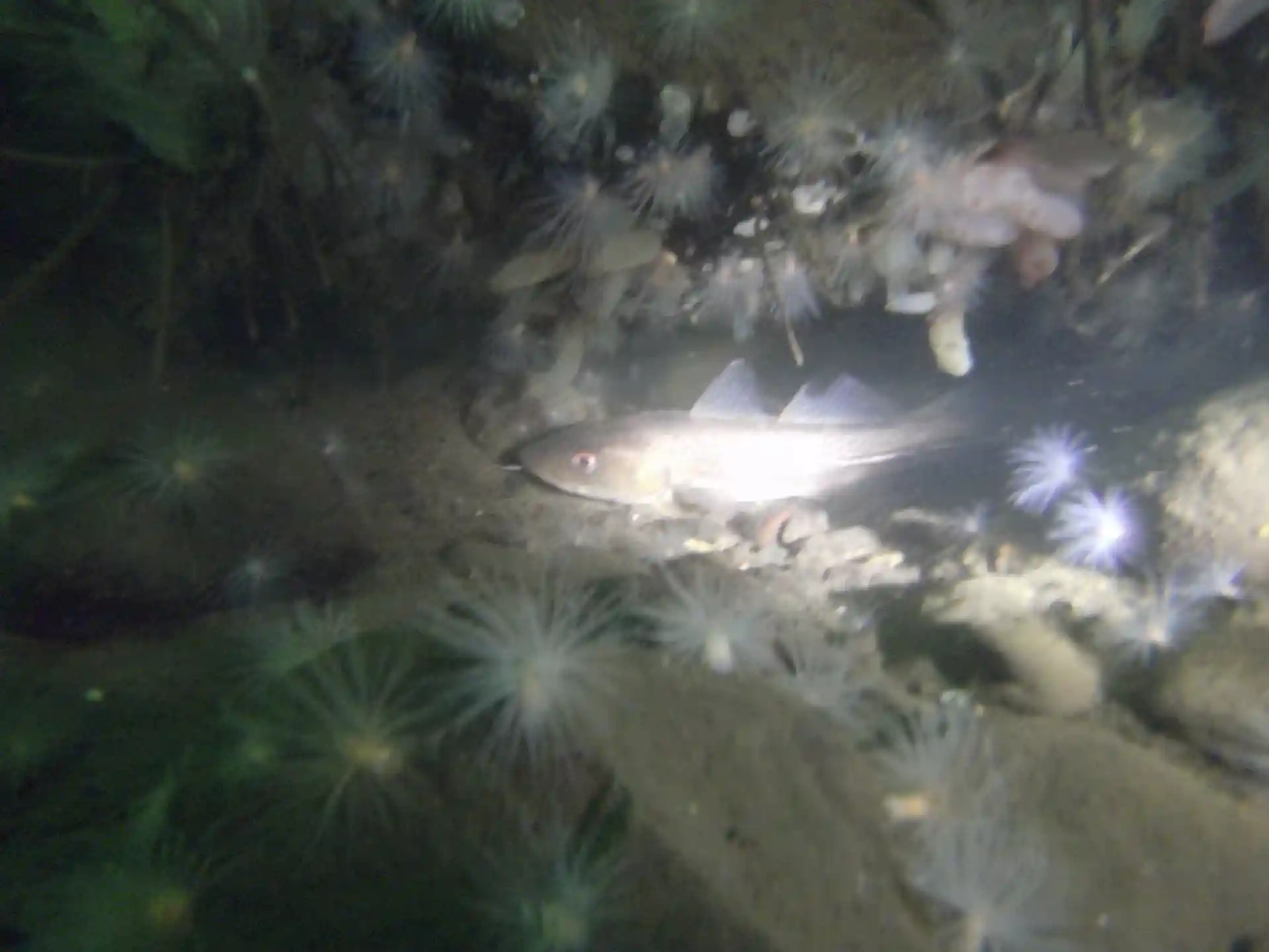 ダイビングサイトの写真