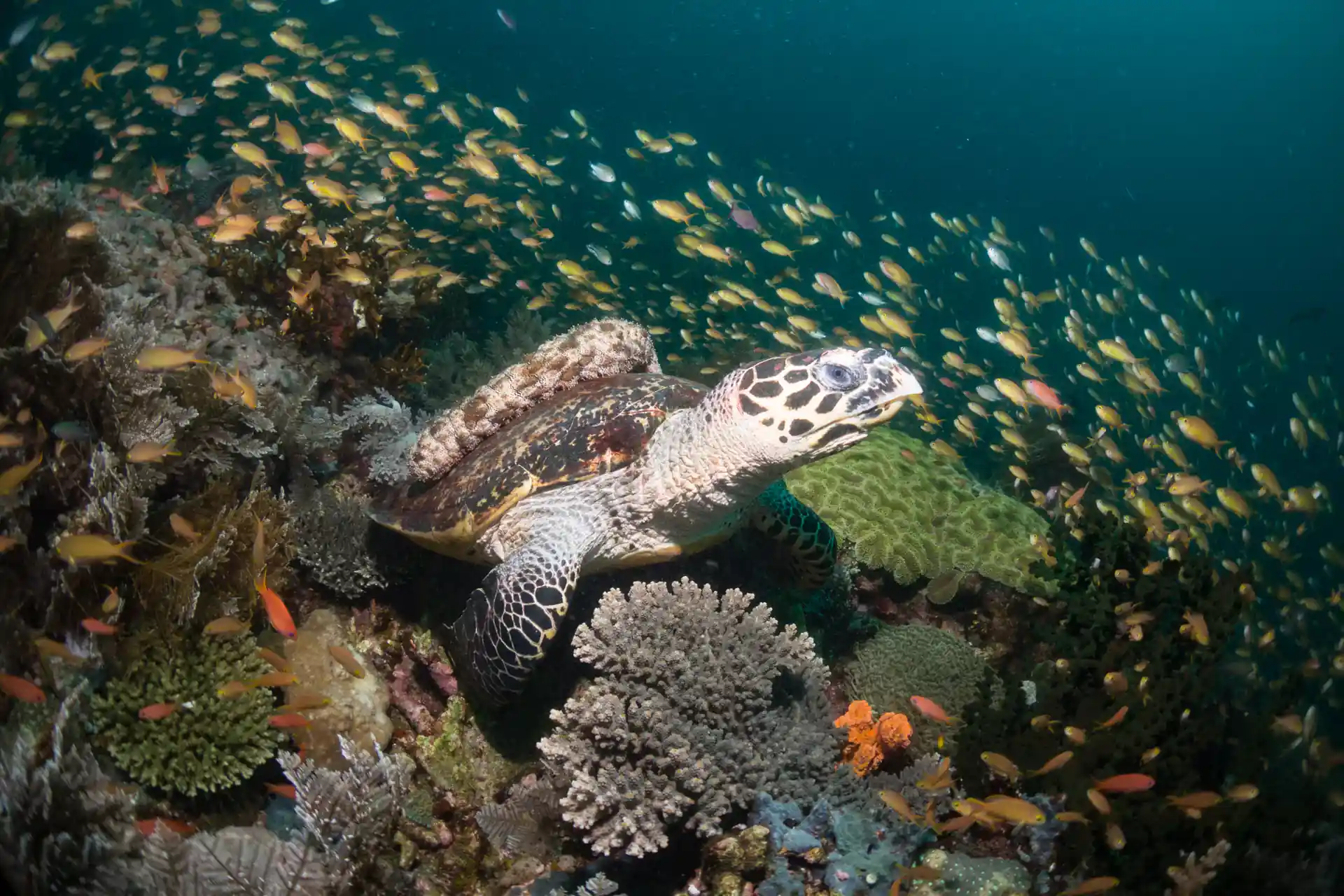 Foto del sitio de buceo