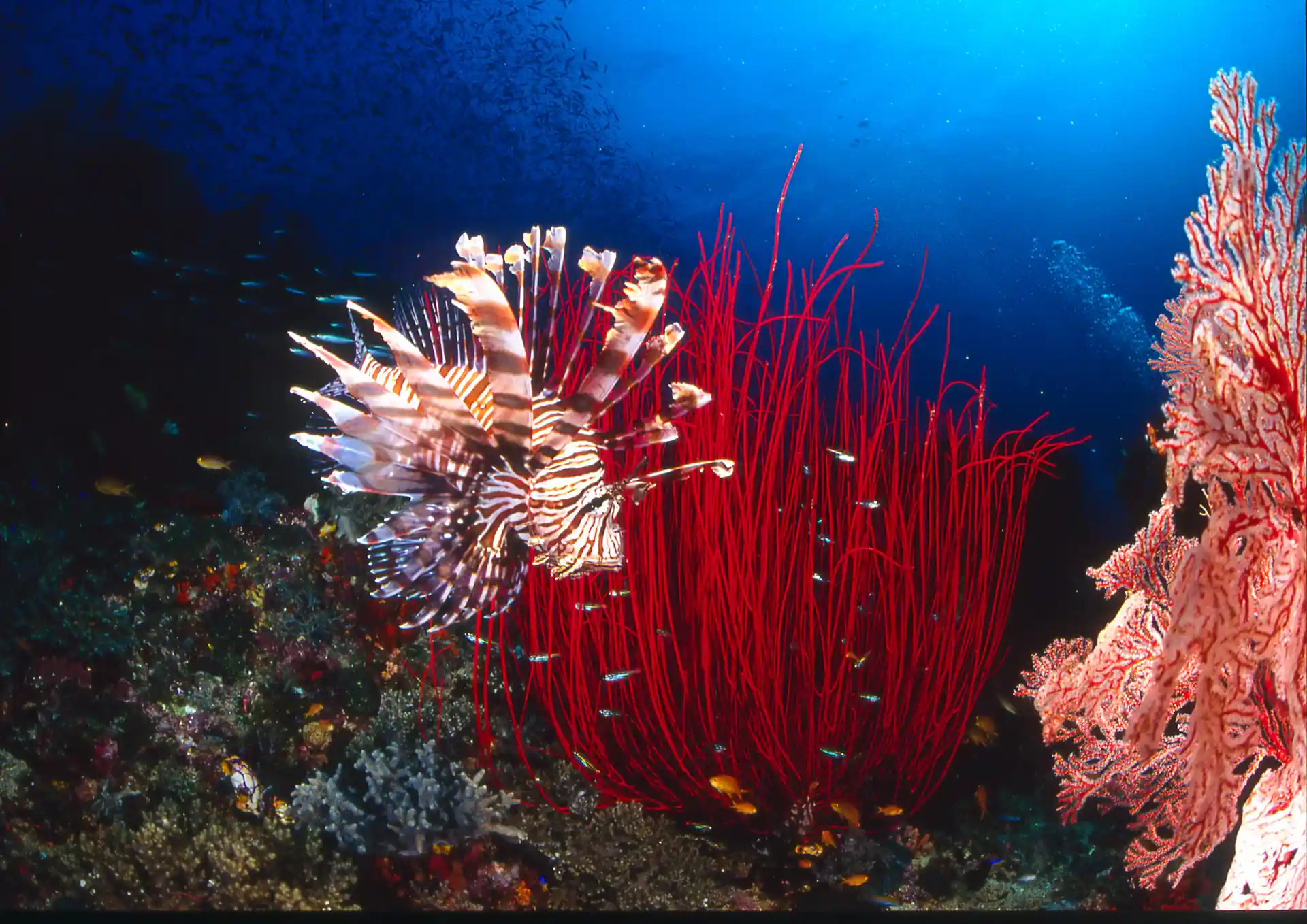 Dive shop photo