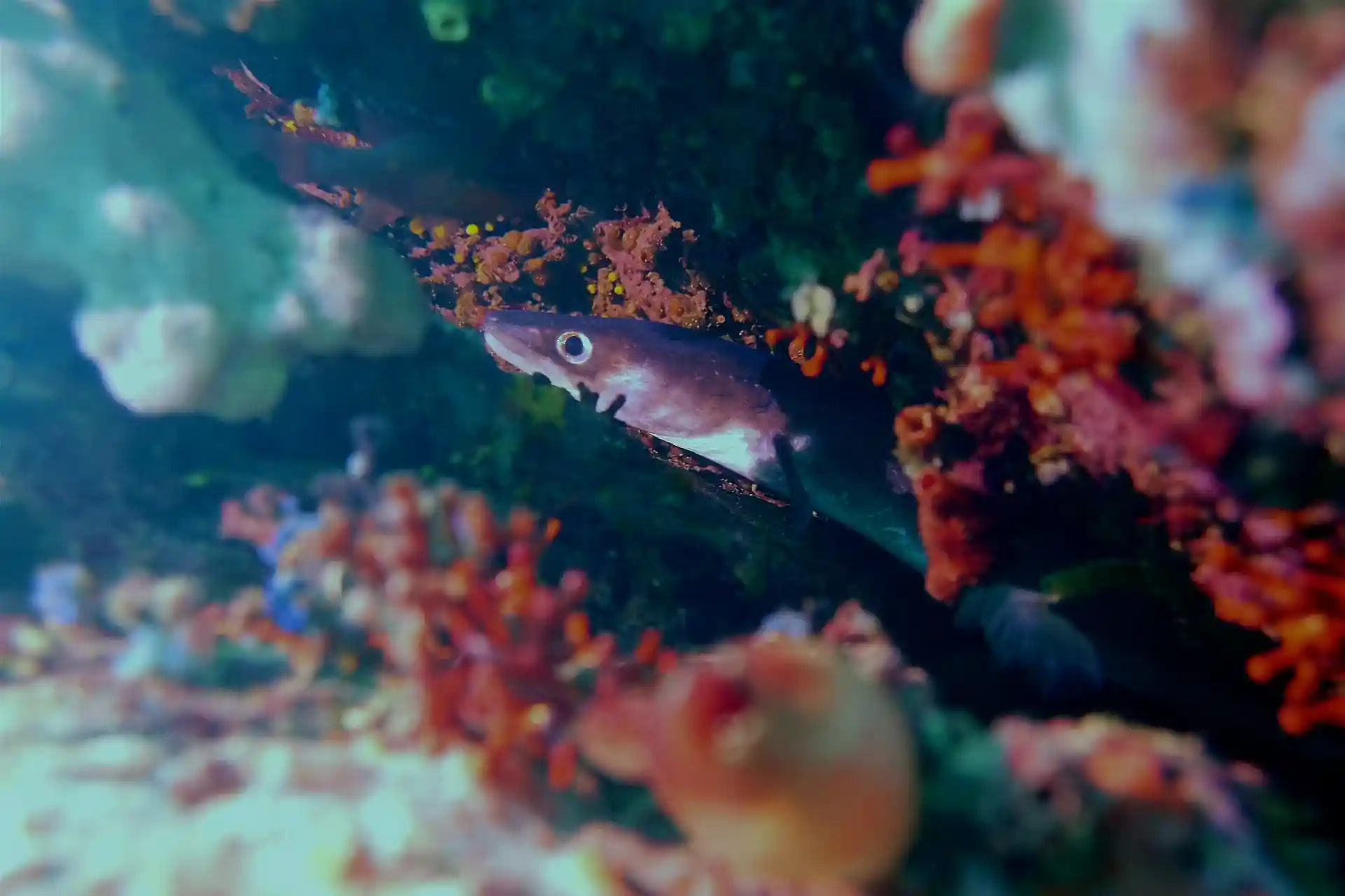 Foto de la tienda de buceo