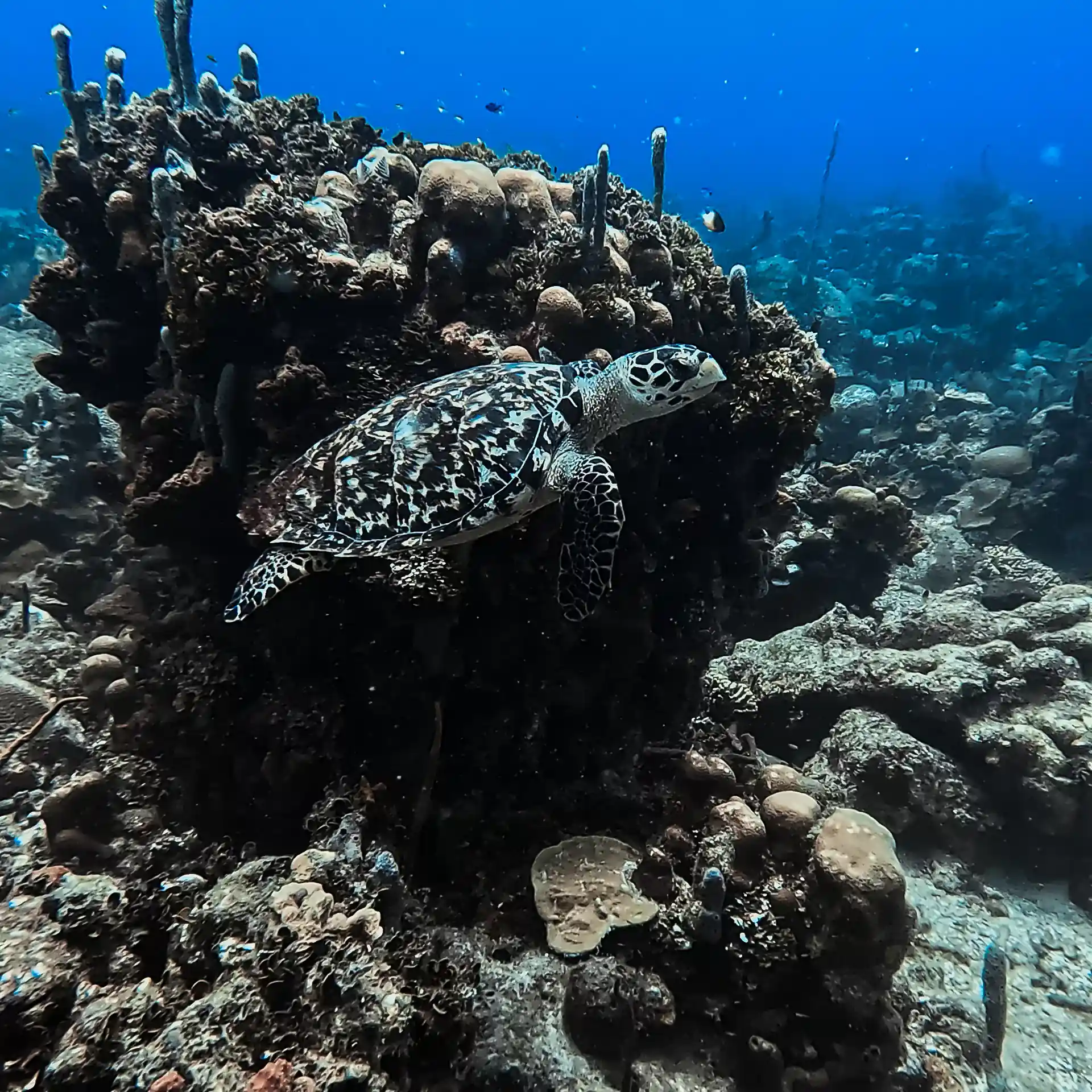 Foto de la actividad