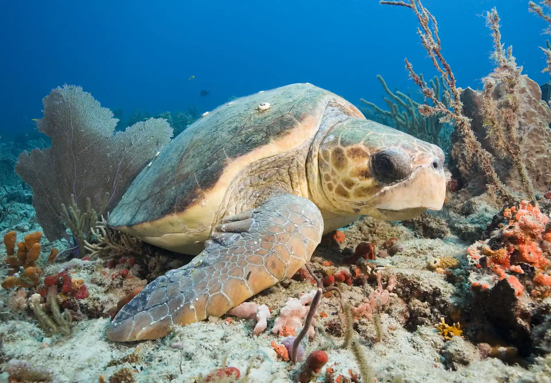 Dive site photo