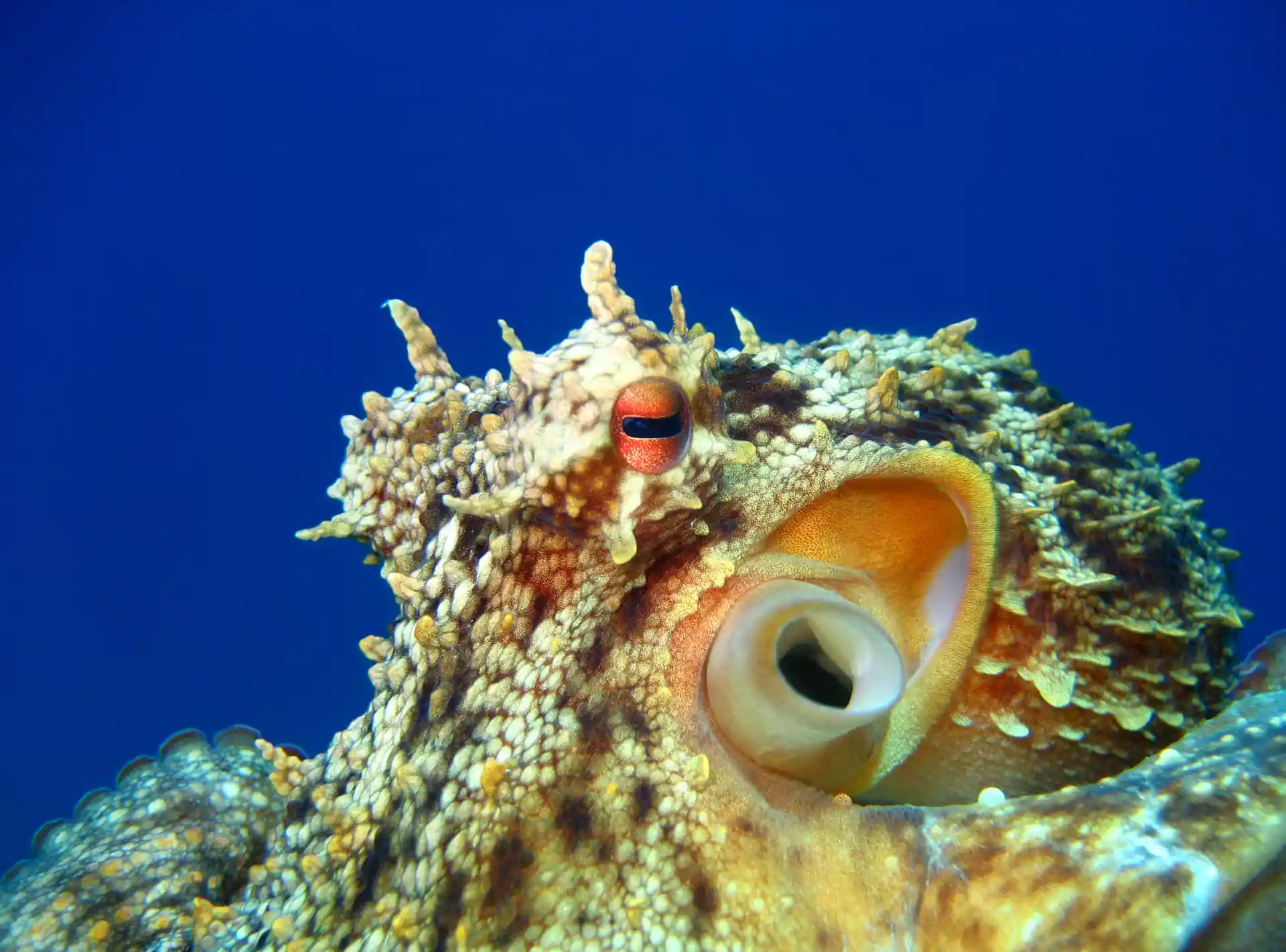 Photo de l'activité