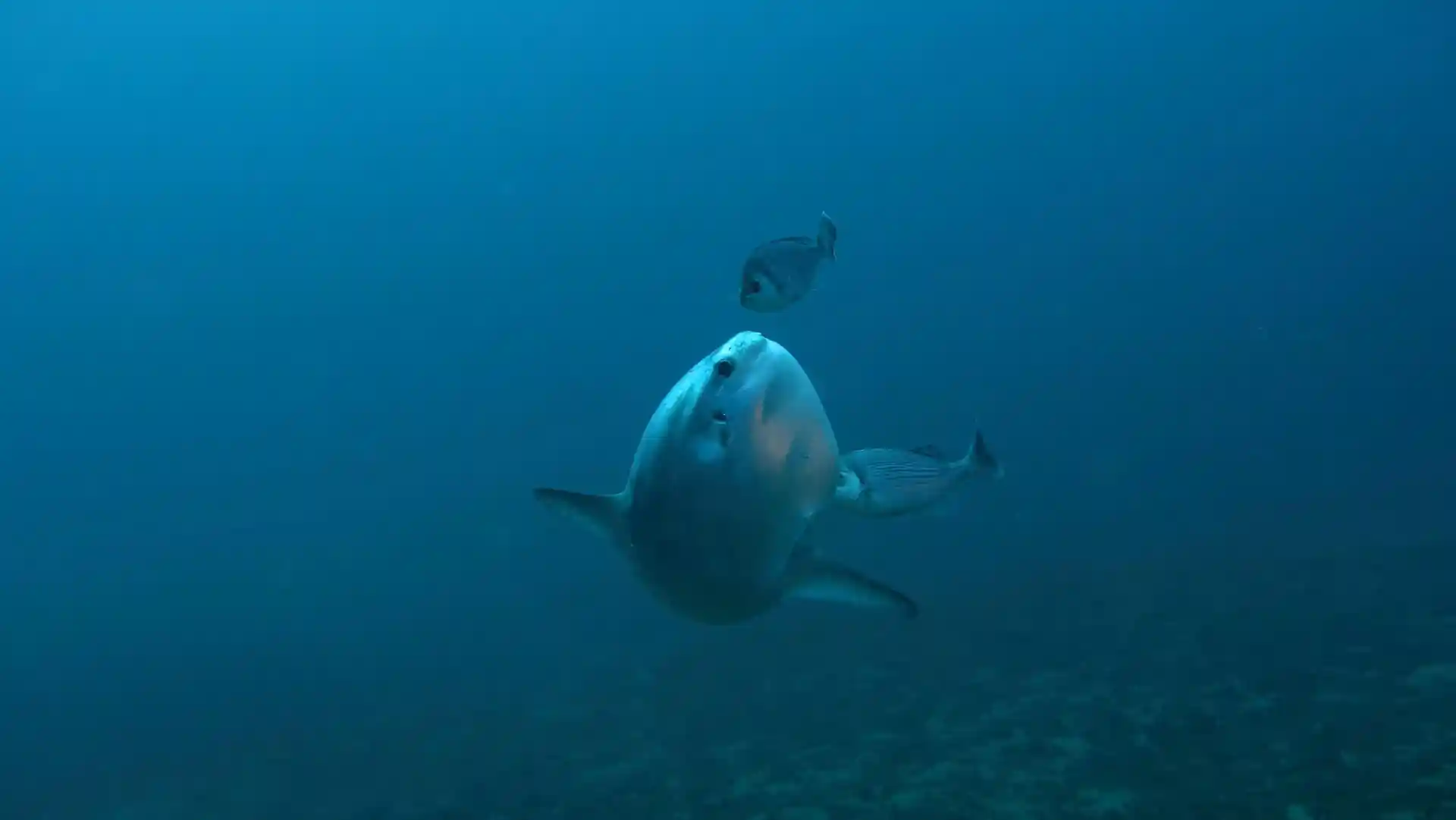 다이빙 포인트 사진