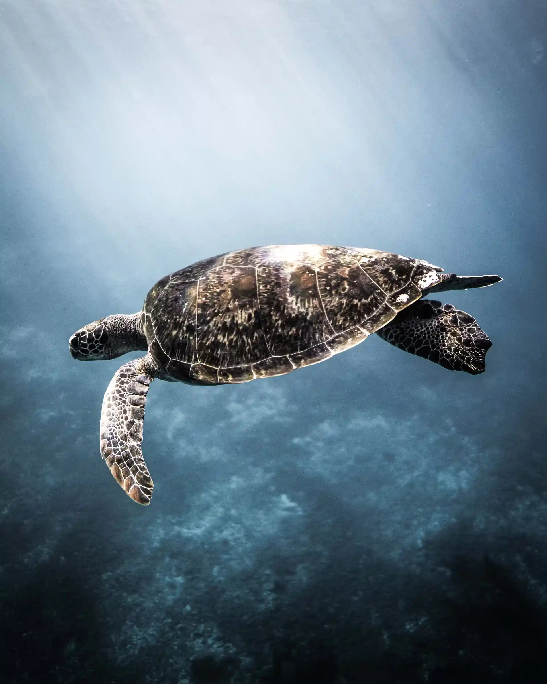 Rencontrez nos tortues résidentielles