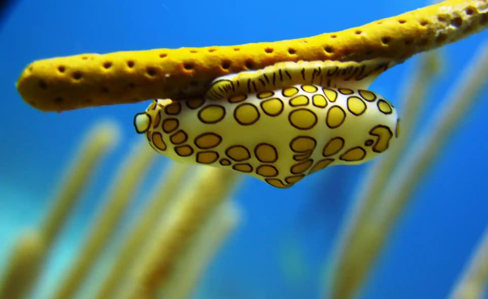 Dive shop photo
