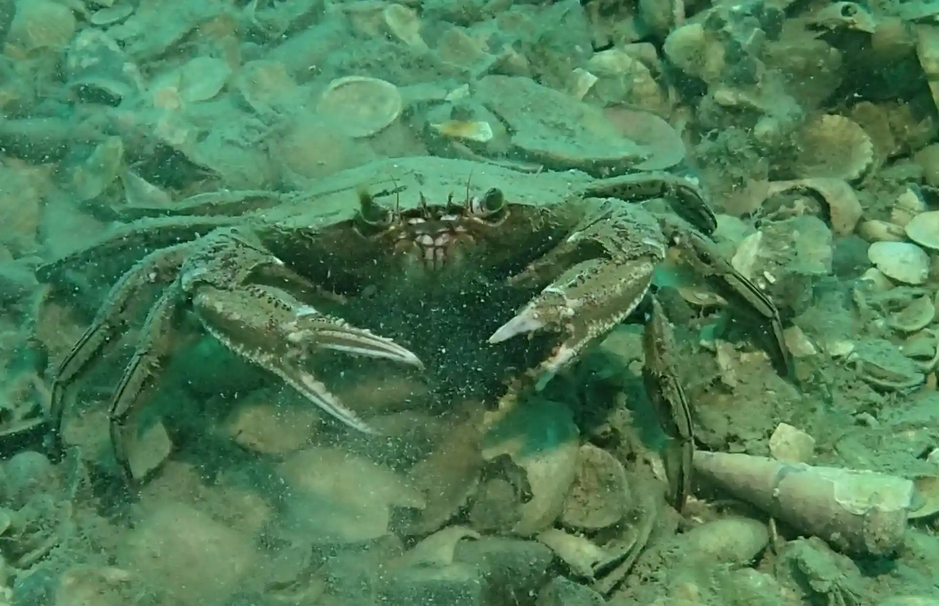 Dive site photo