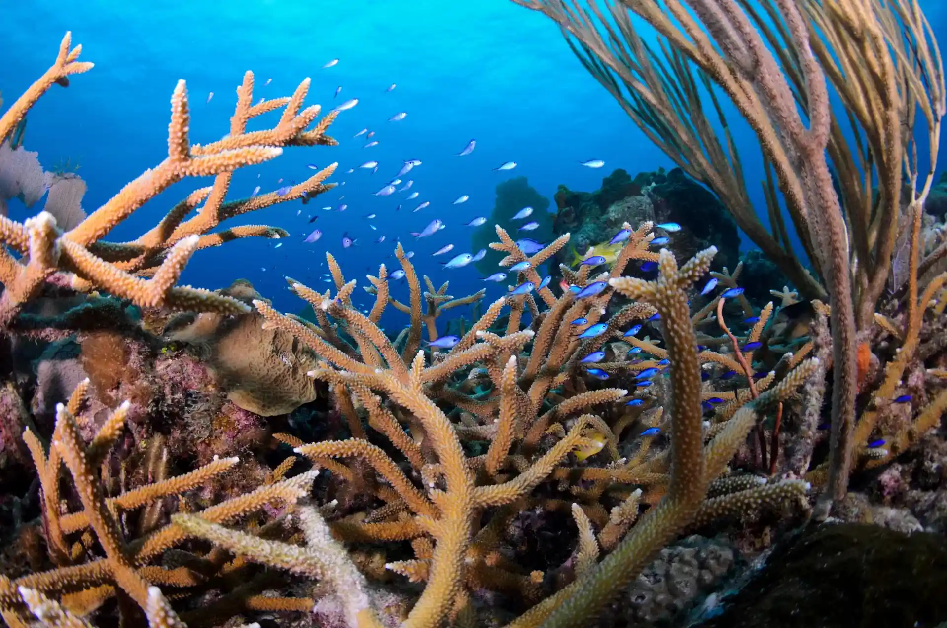 Dive site photo
