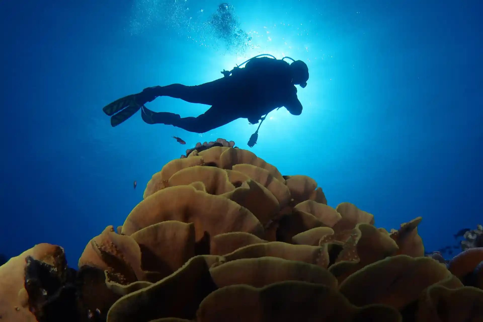 Dive shop photo