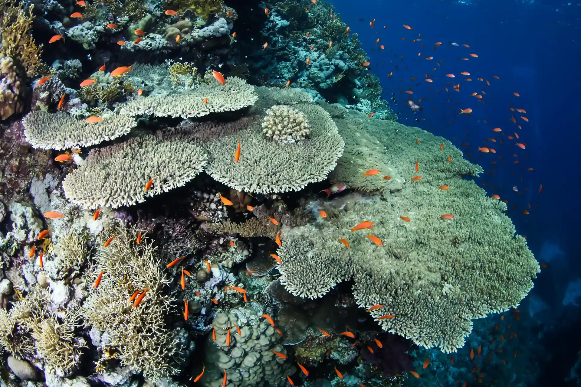 Dive site photo