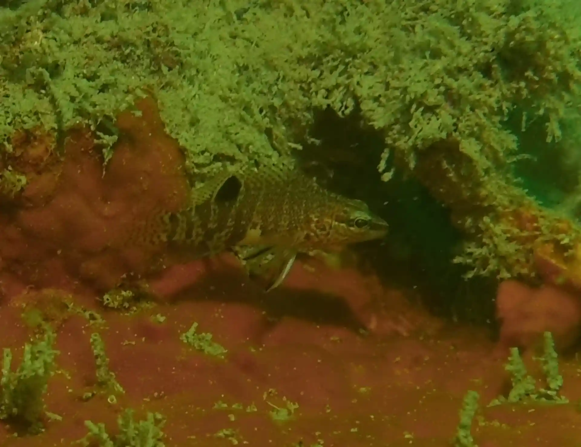 Dive site photo