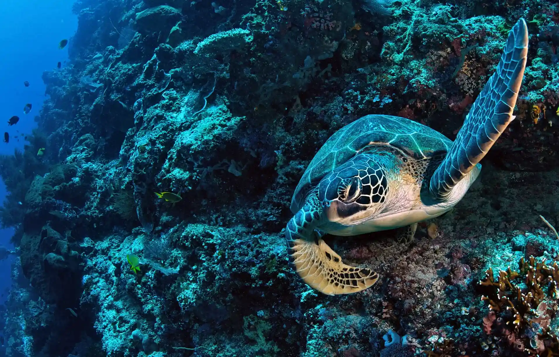 Dive site photo
