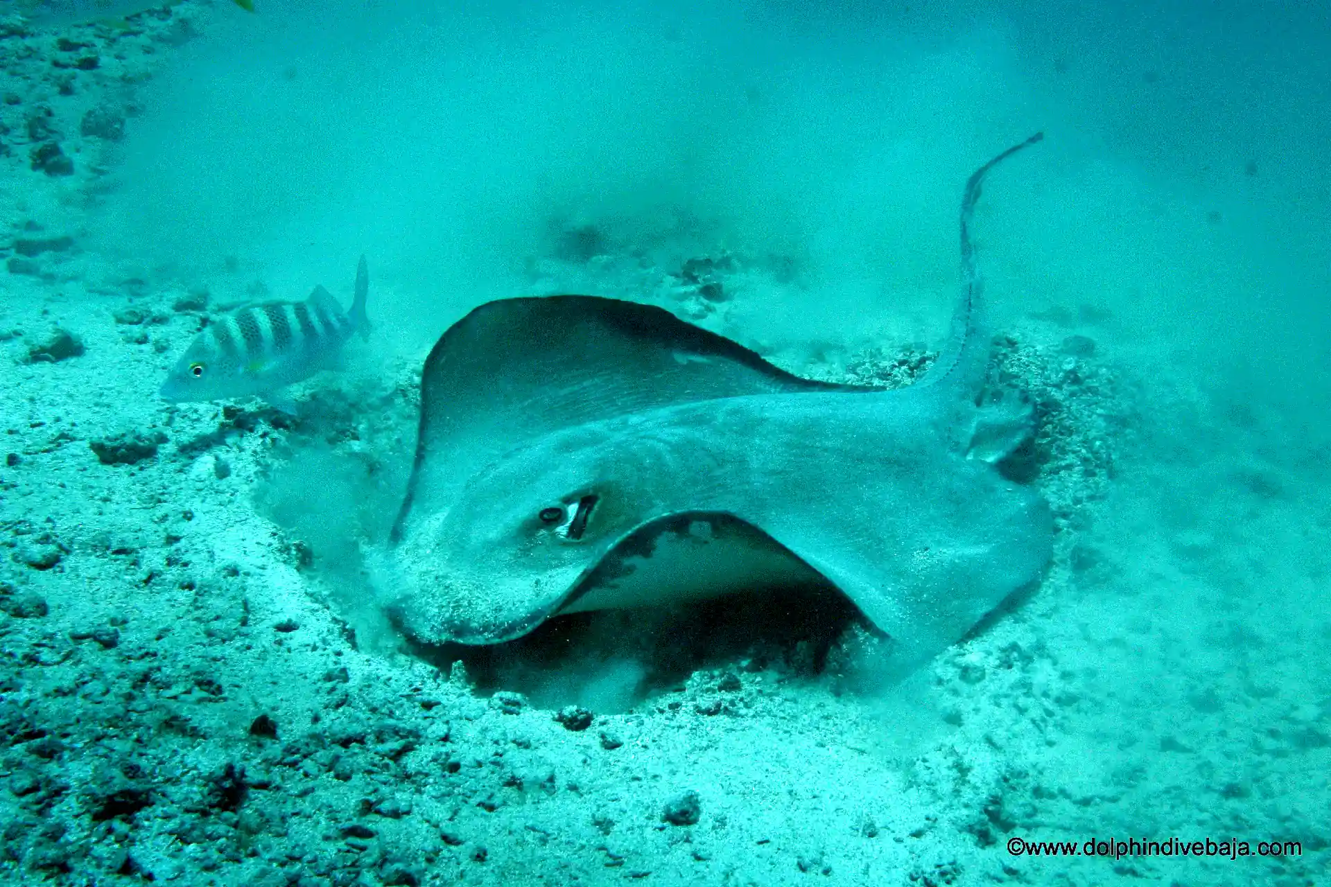 Dive shop photo