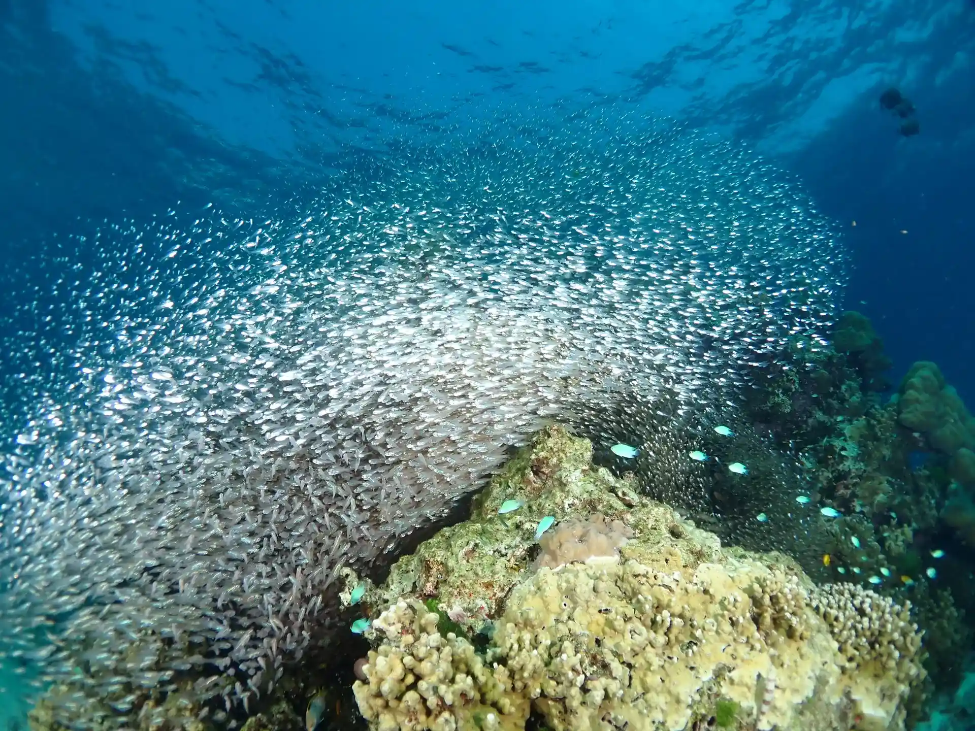 Dive site photo