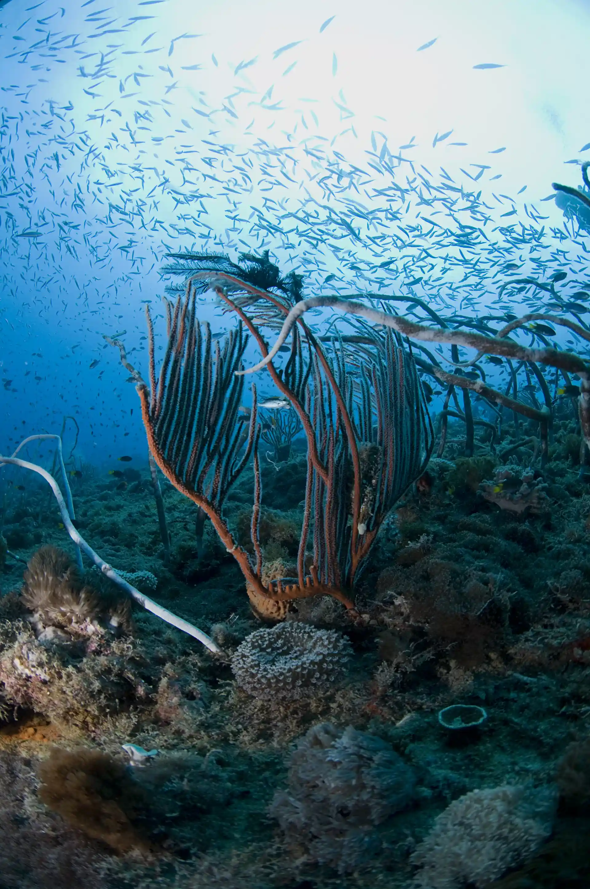 Dive shop photo