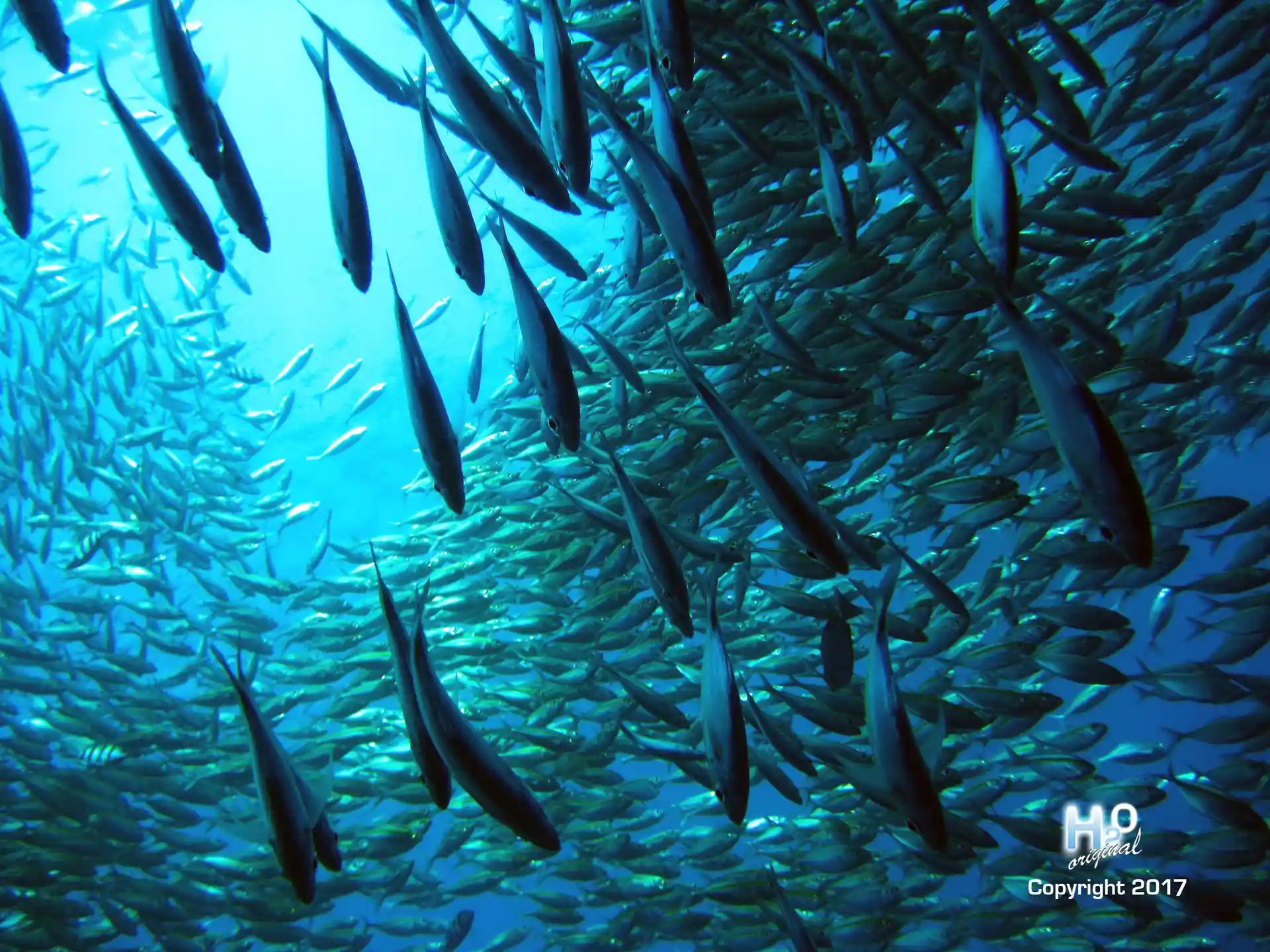 Dive site photo