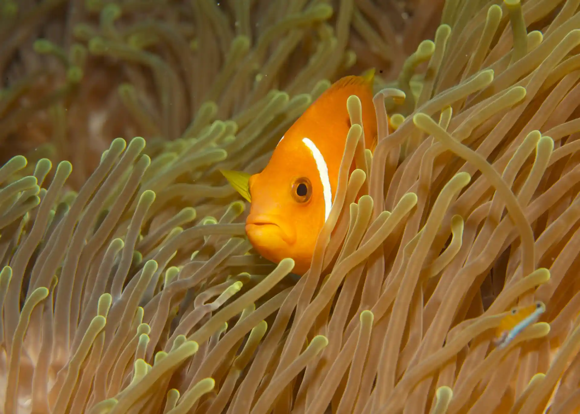Dive shop photo