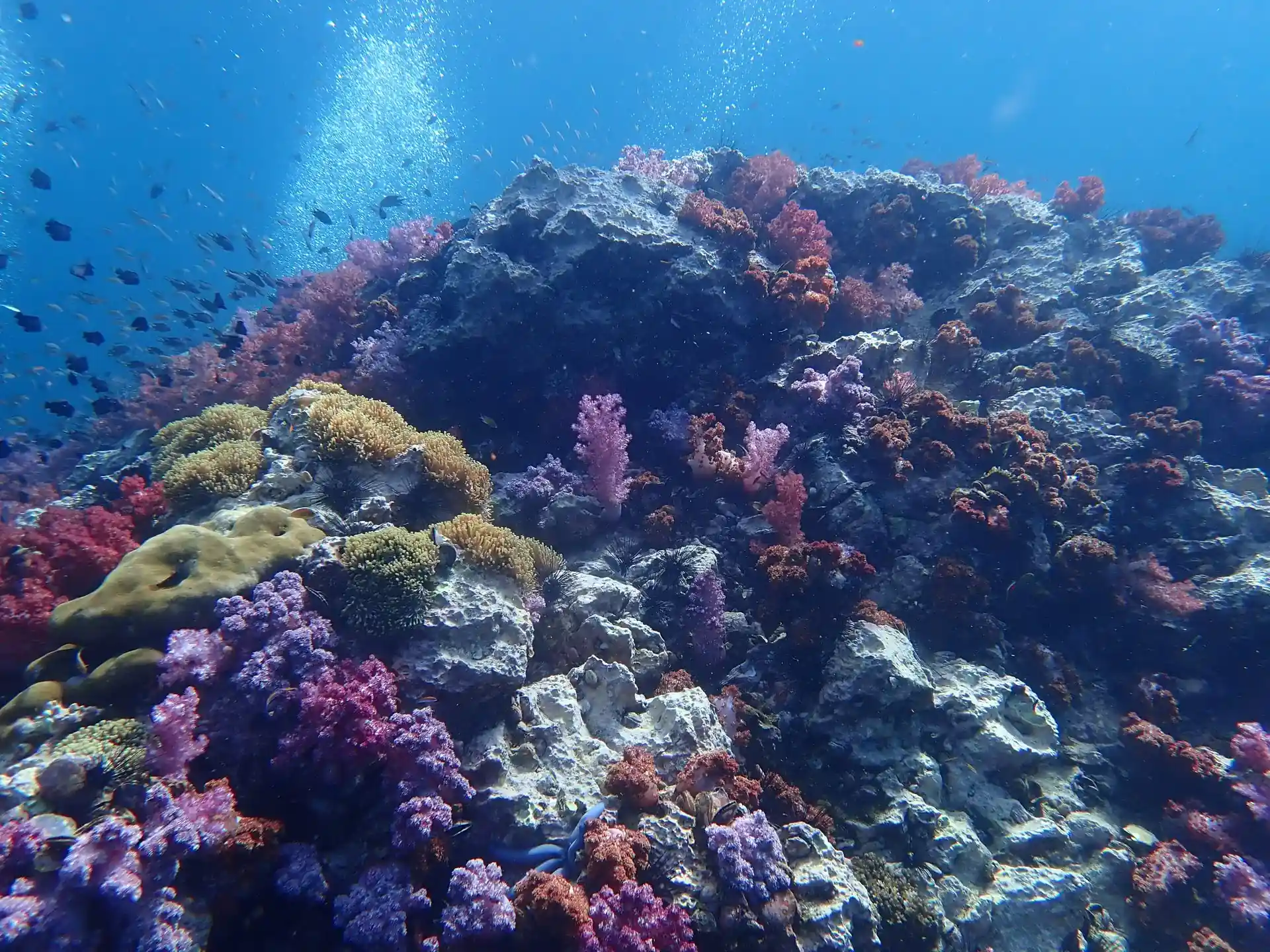 Dive site photo