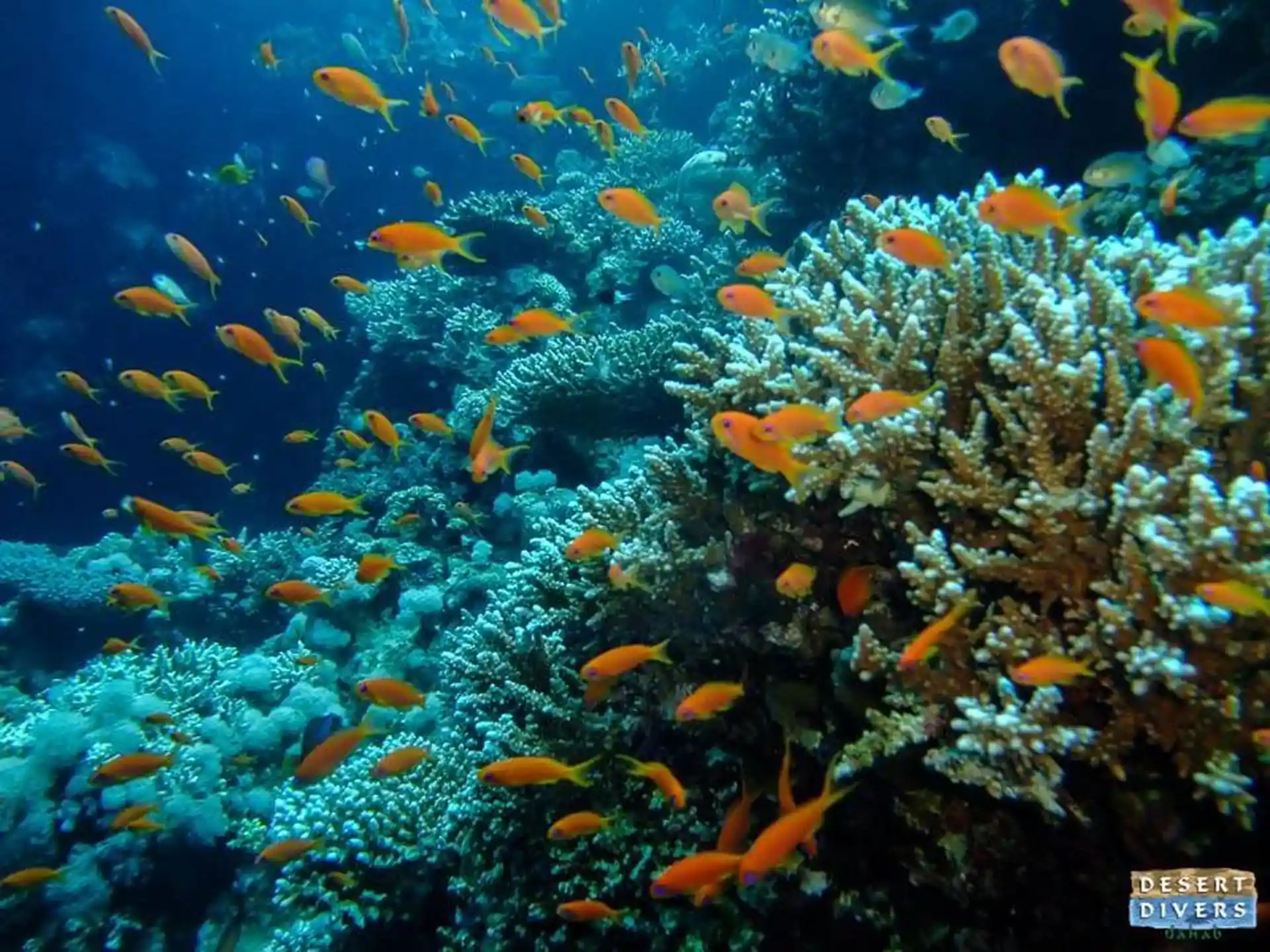 Dive shop photo