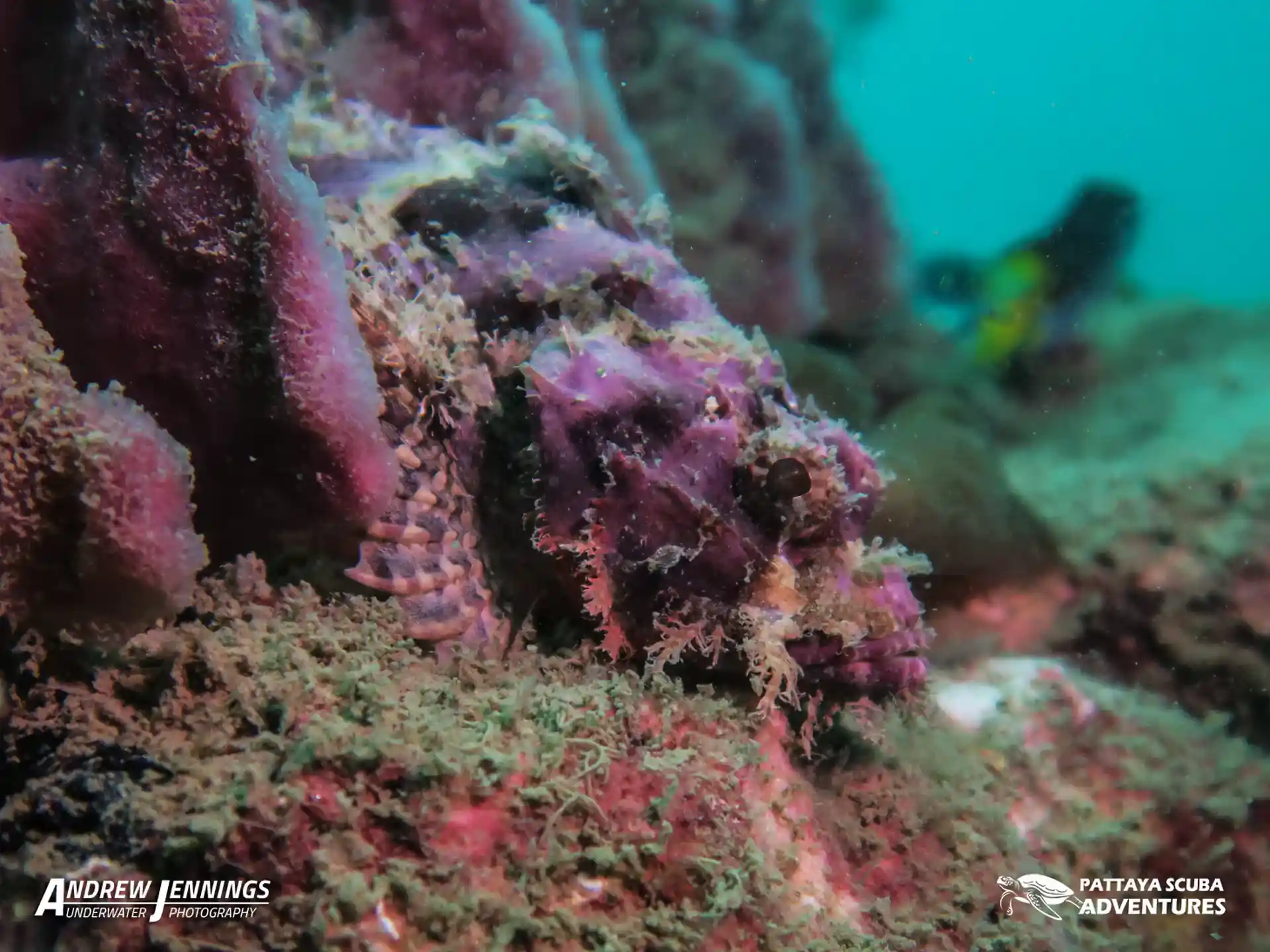 다이빙 포인트 사진