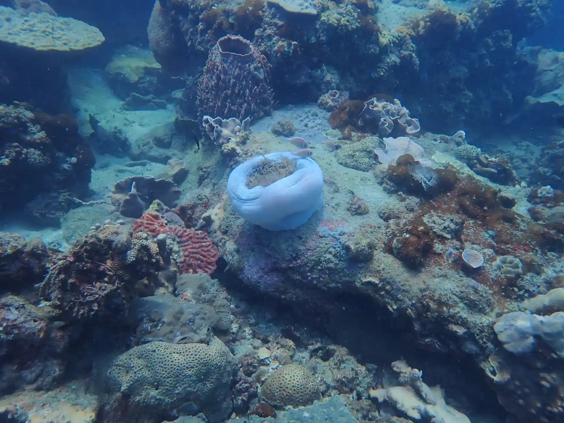 Photo du site de plongée