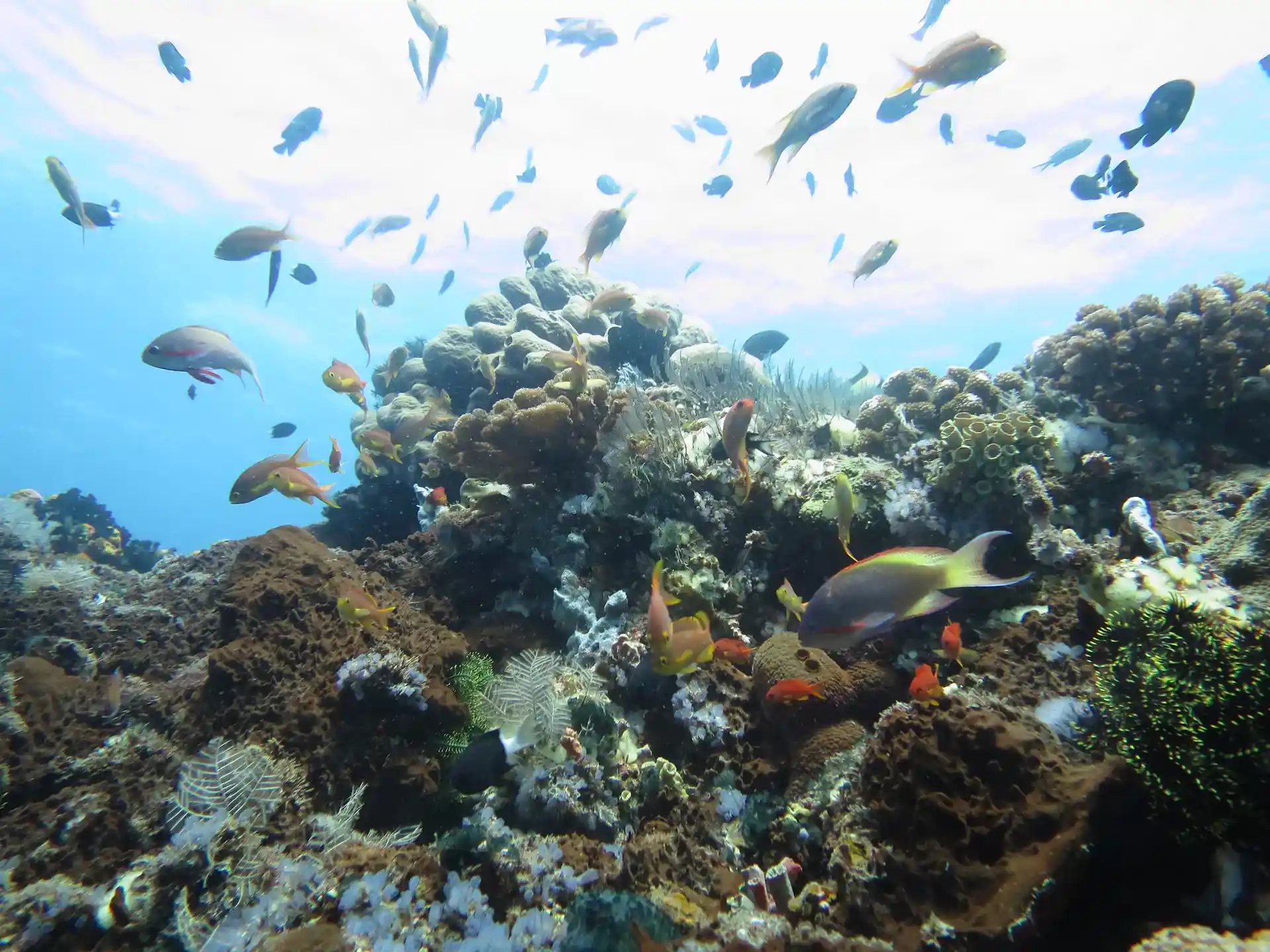 Foto del sitio de buceo