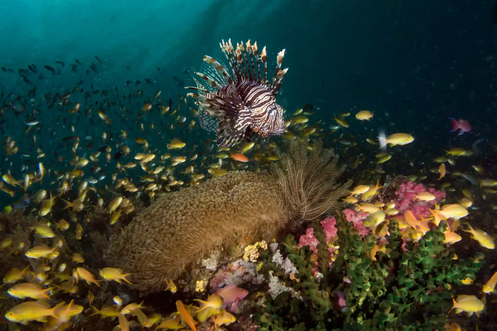 Dive shop photo